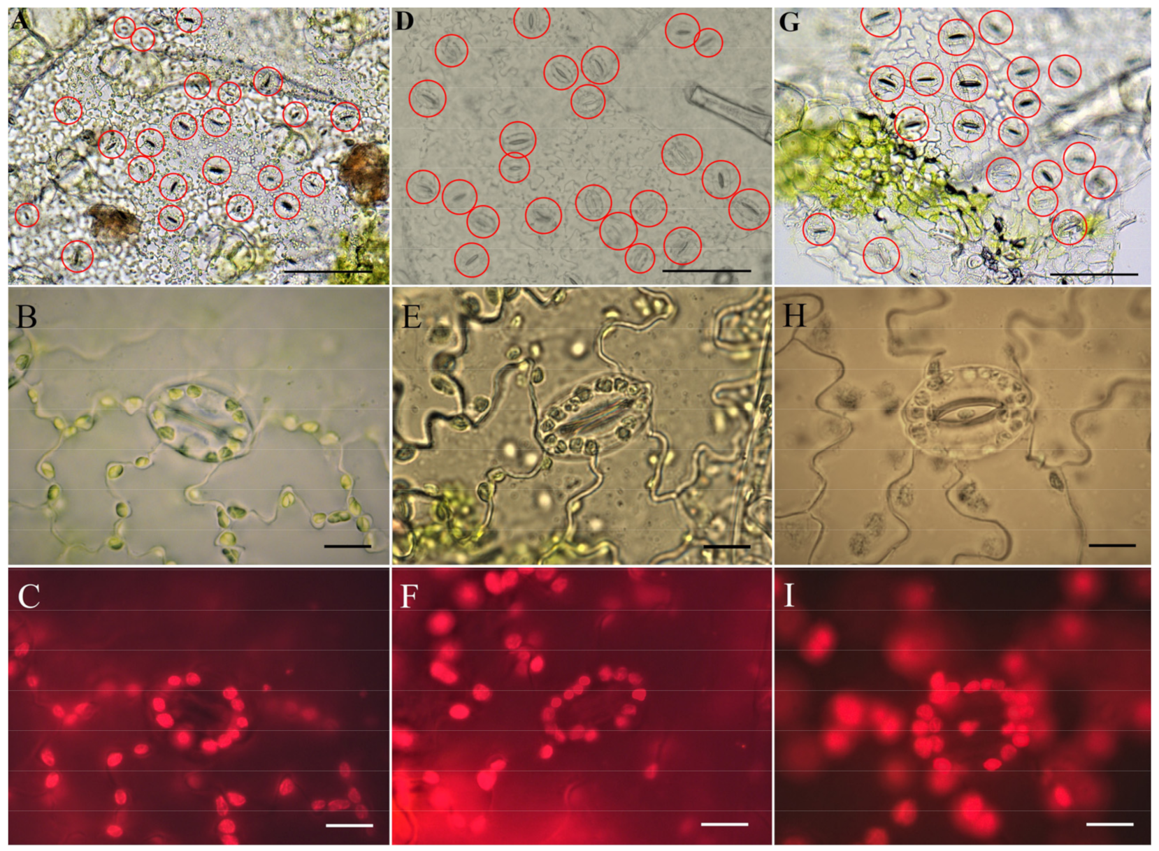Horticulturae 08 01083 g007