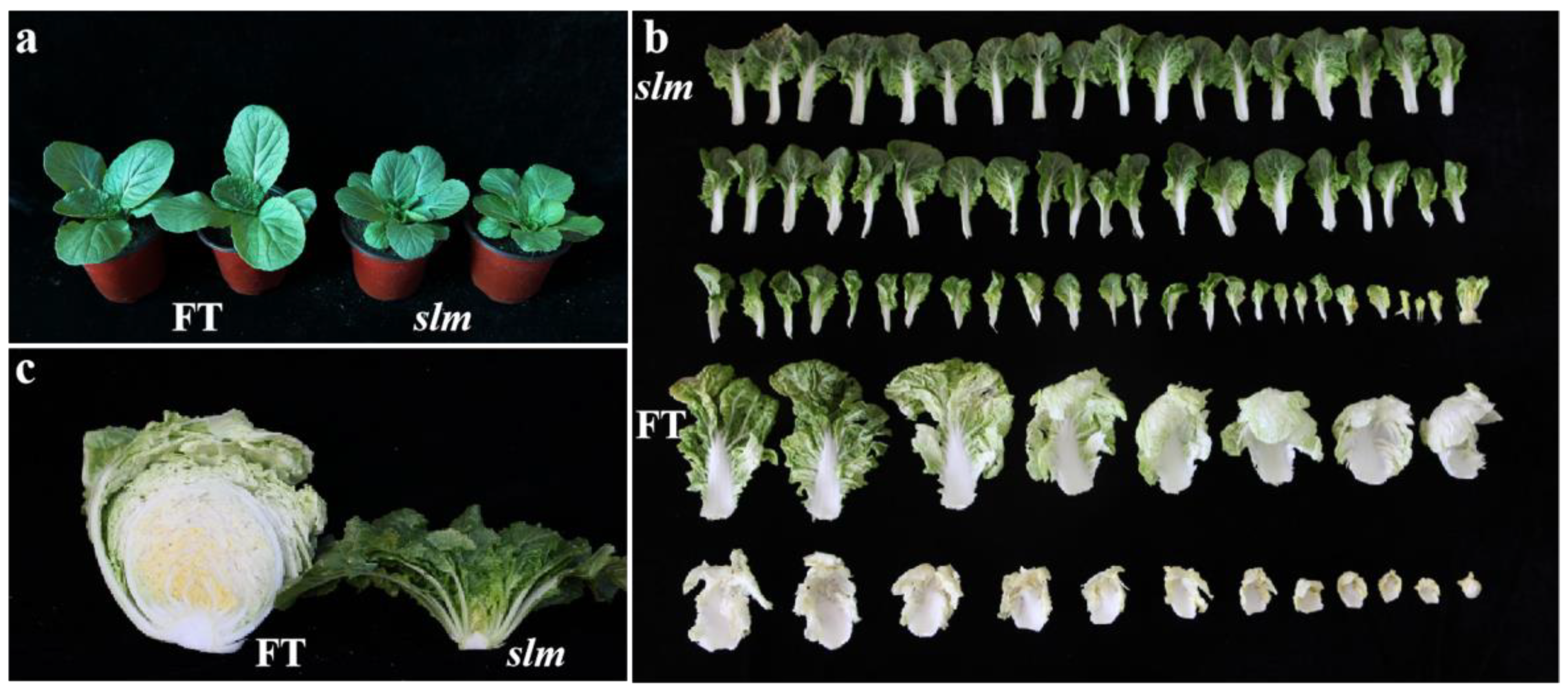 Genome-wide transcriptome analysis reveals molecular pathways involved in  leafy head formation of Chinese cabbage (Brassica rapa)