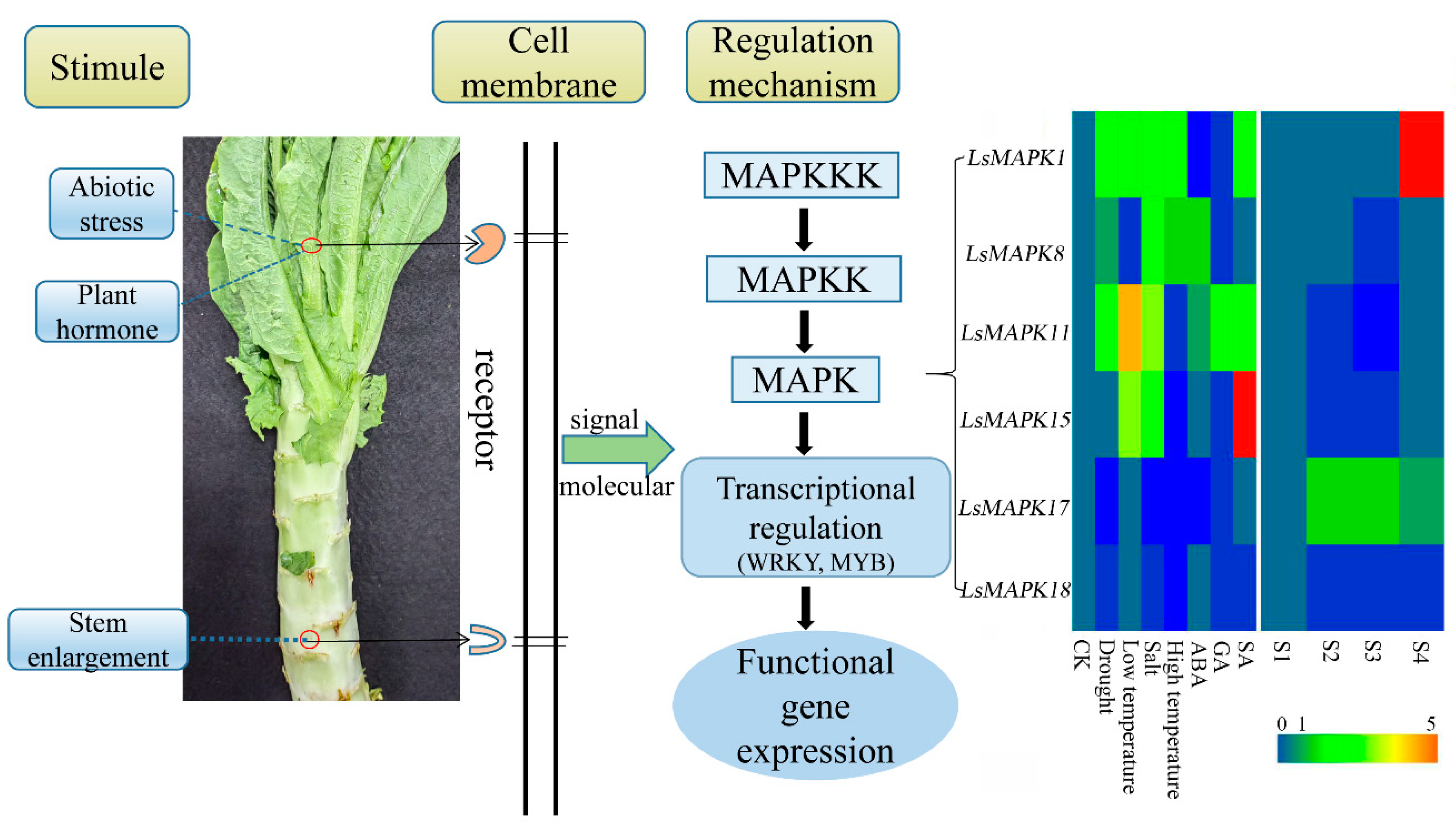 Horticulturae 08 01087 g012