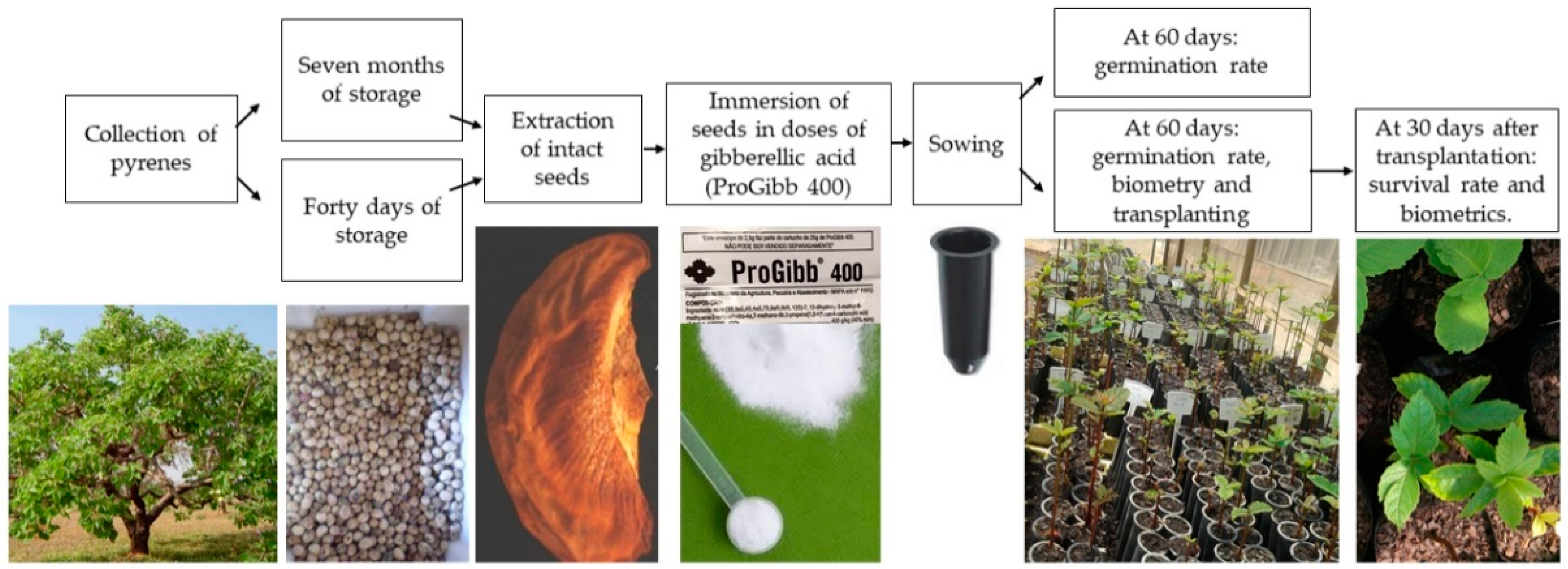 Horticulturae 08 01094 g001 Horticulturae 08 01094 g001