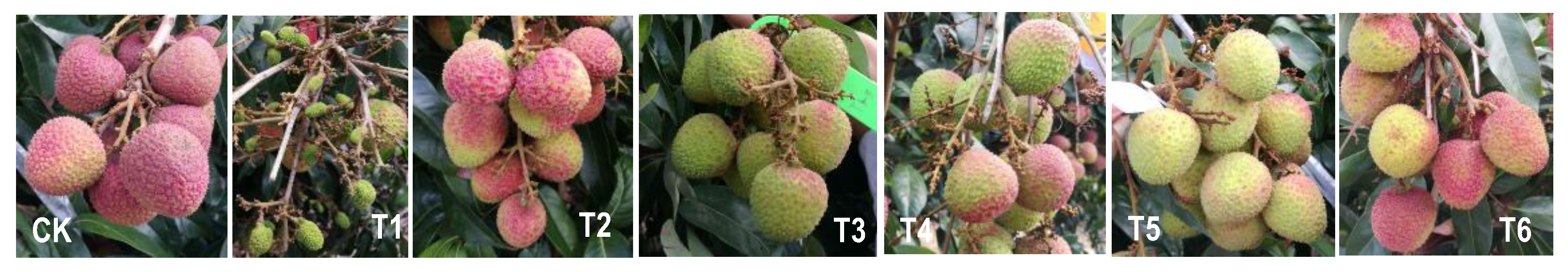 Horticulturae 08 01096 g002 Horticulturae 08 01096 g002