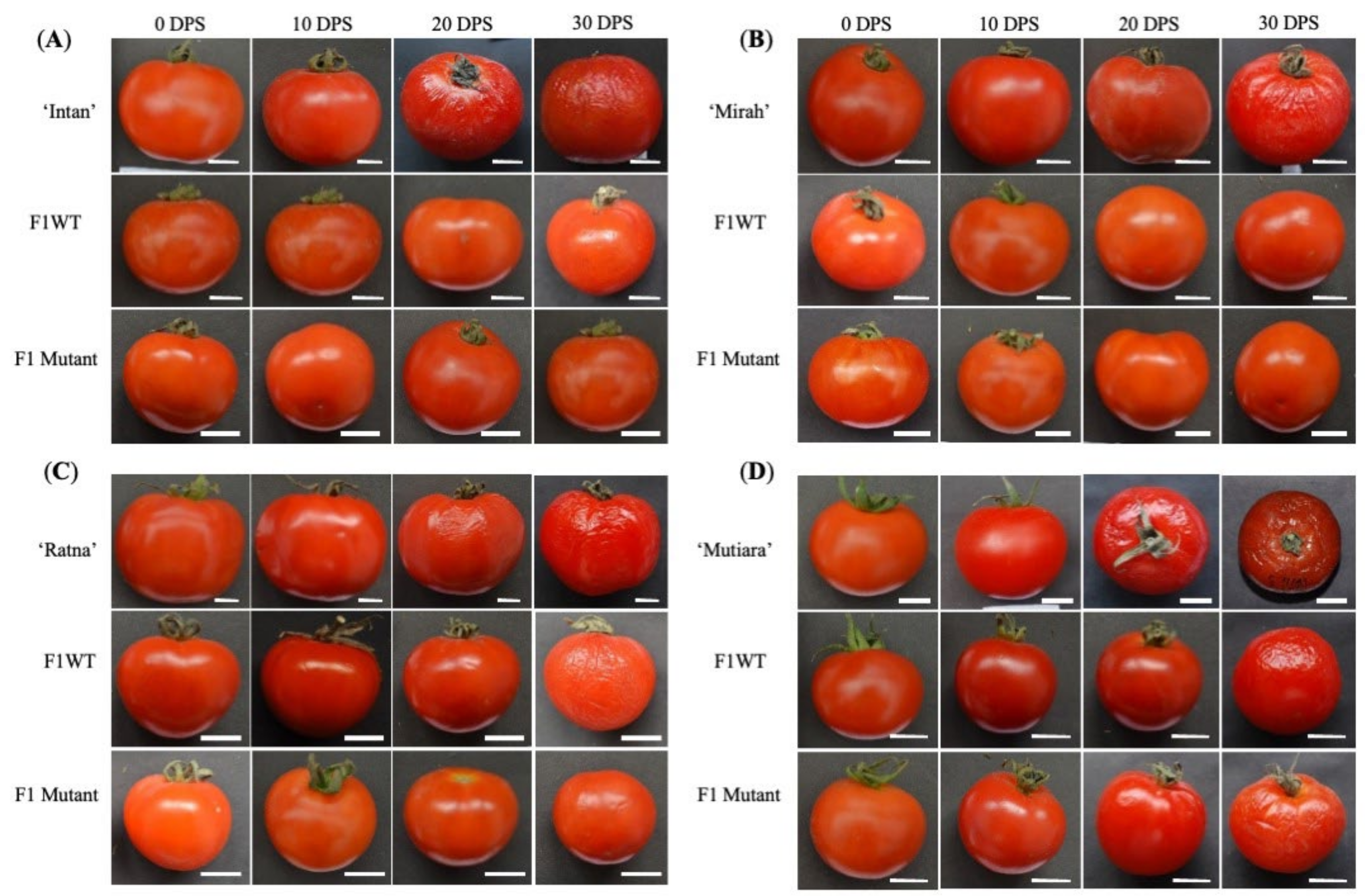 Horticulturae 08 01098 g003 Horticulturae 08 01098 g003