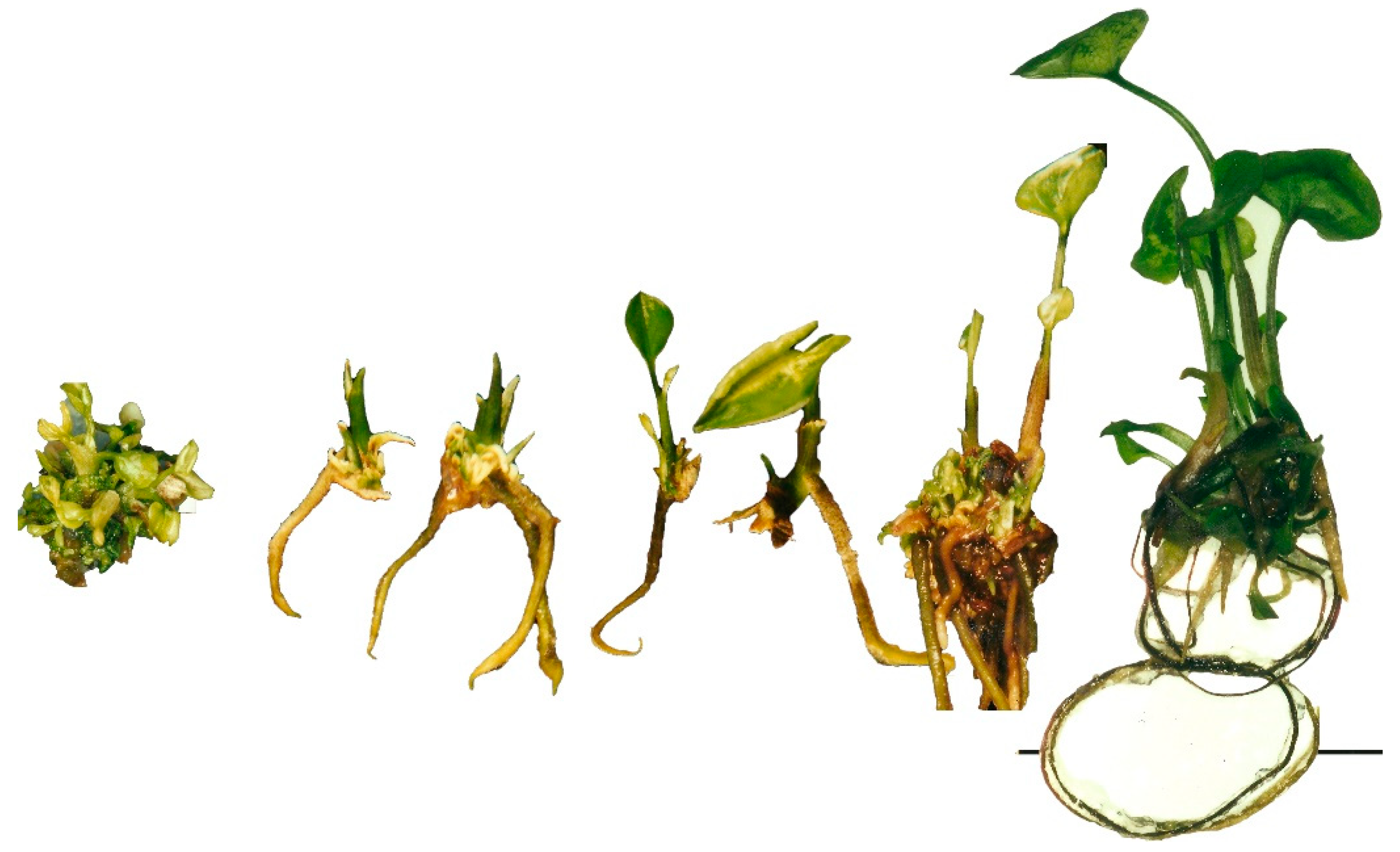 Horticulturae 08 01105 g001 Horticulturae 08 01105 g001