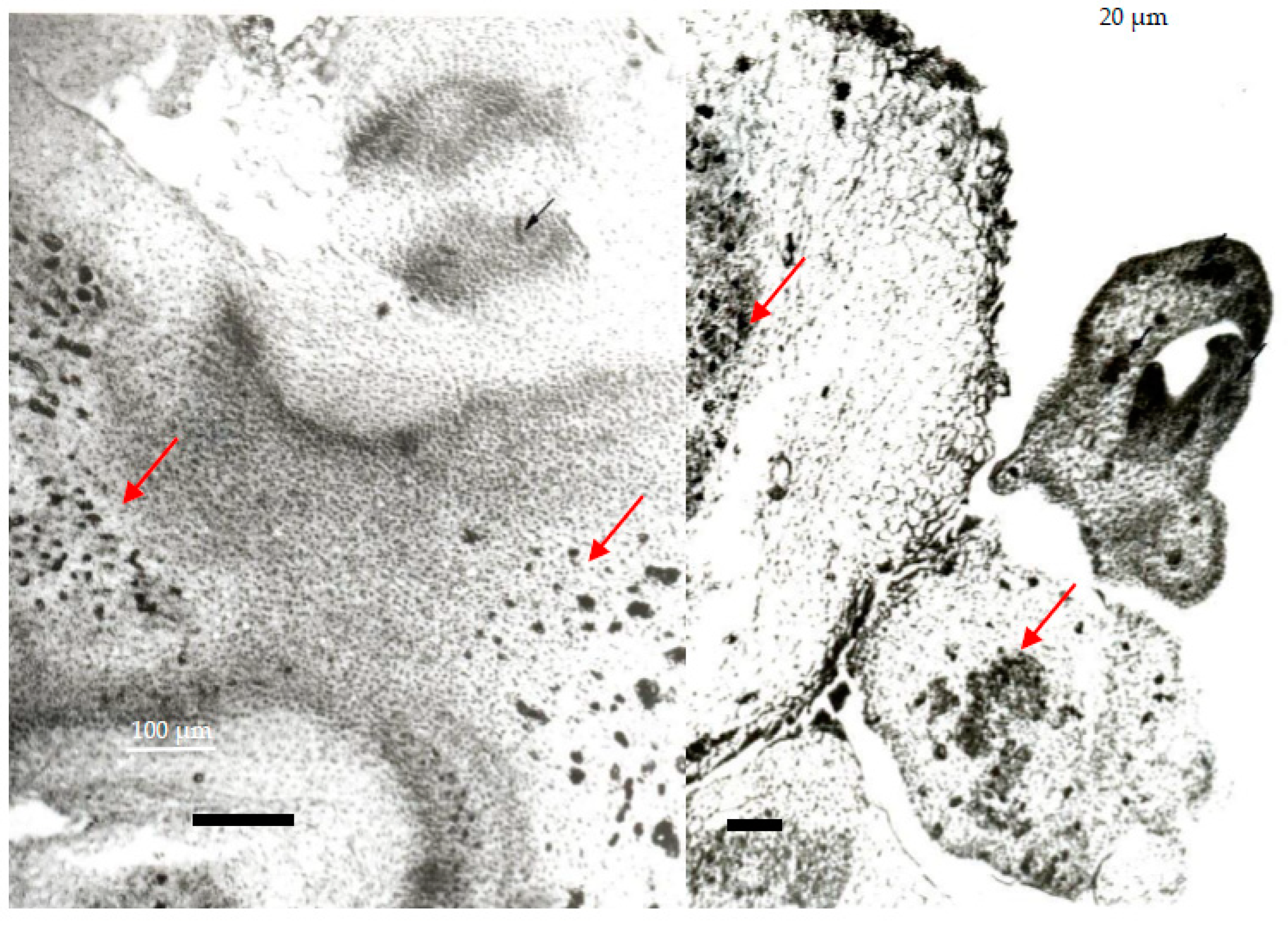 Horticulturae 08 01105 g002 Horticulturae 08 01105 g002