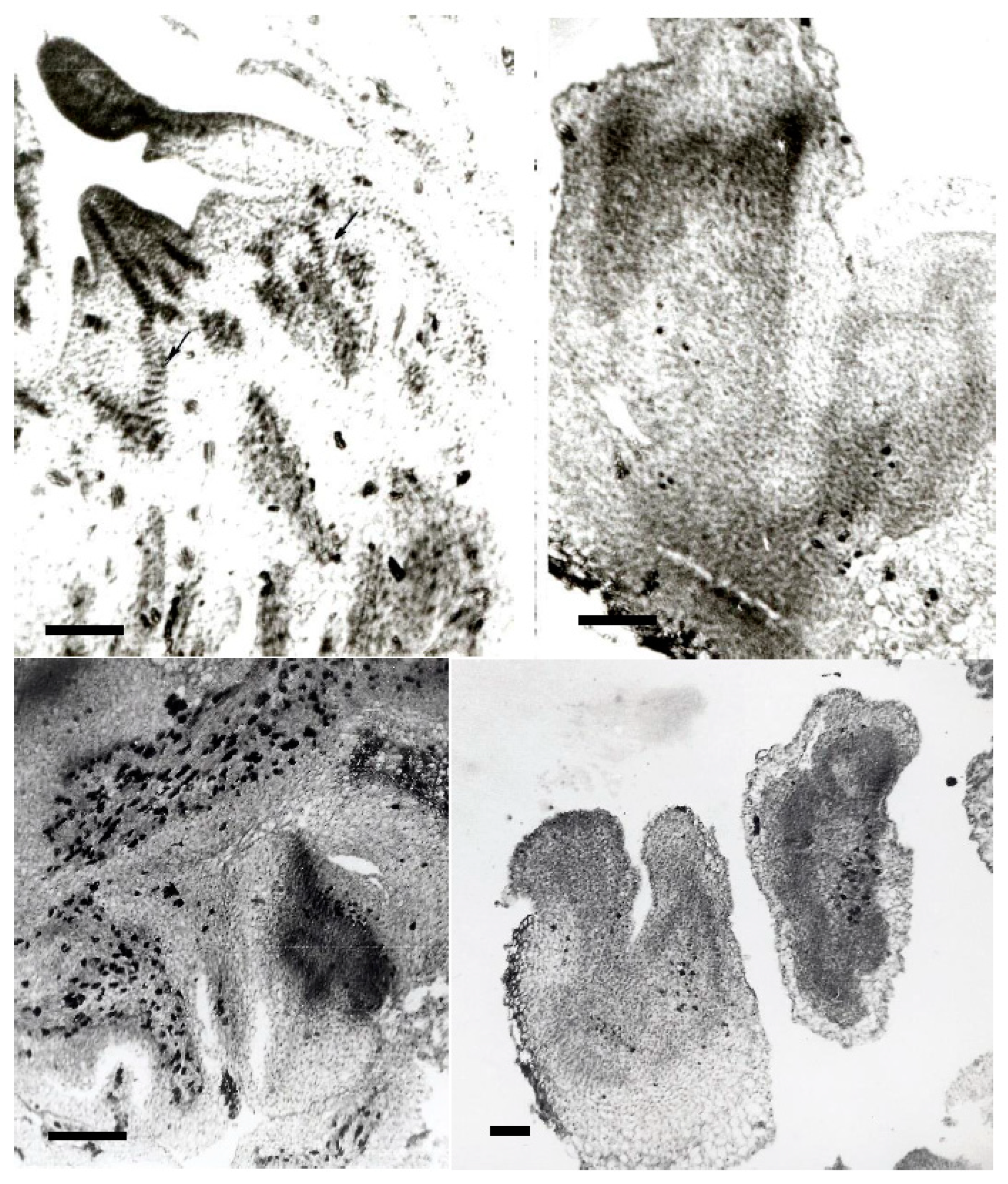 Horticulturae 08 01105 g003 Horticulturae 08 01105 g003
