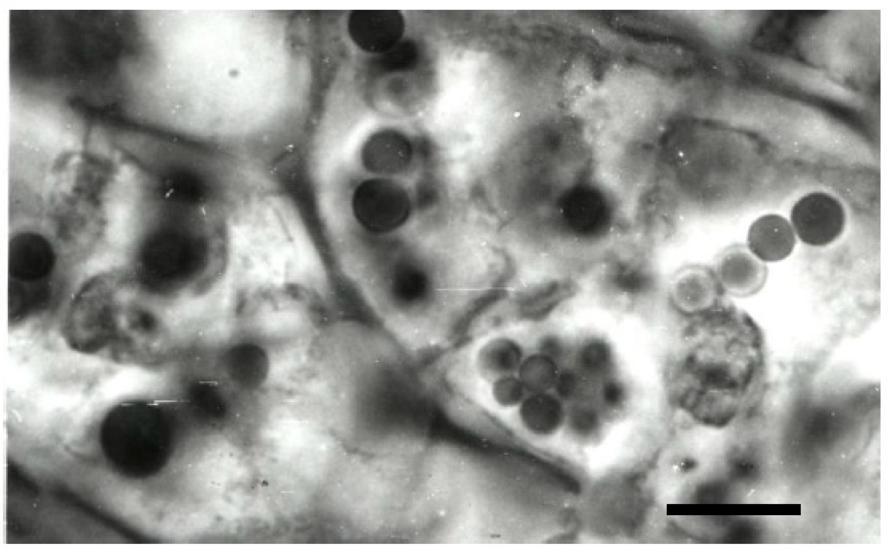 Horticulturae 08 01105 g004 Horticulturae 08 01105 g004