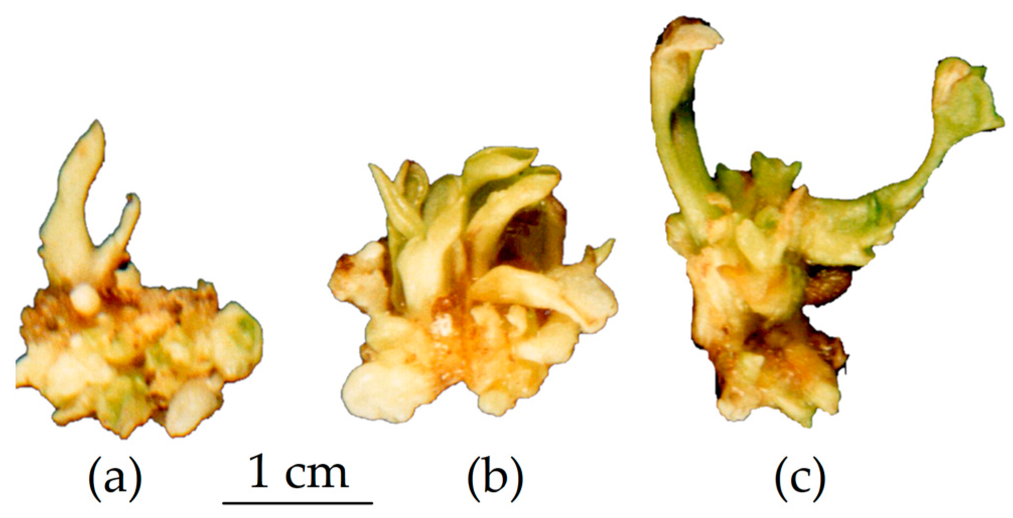 Horticulturae 08 01105 g005 Horticulturae 08 01105 g005