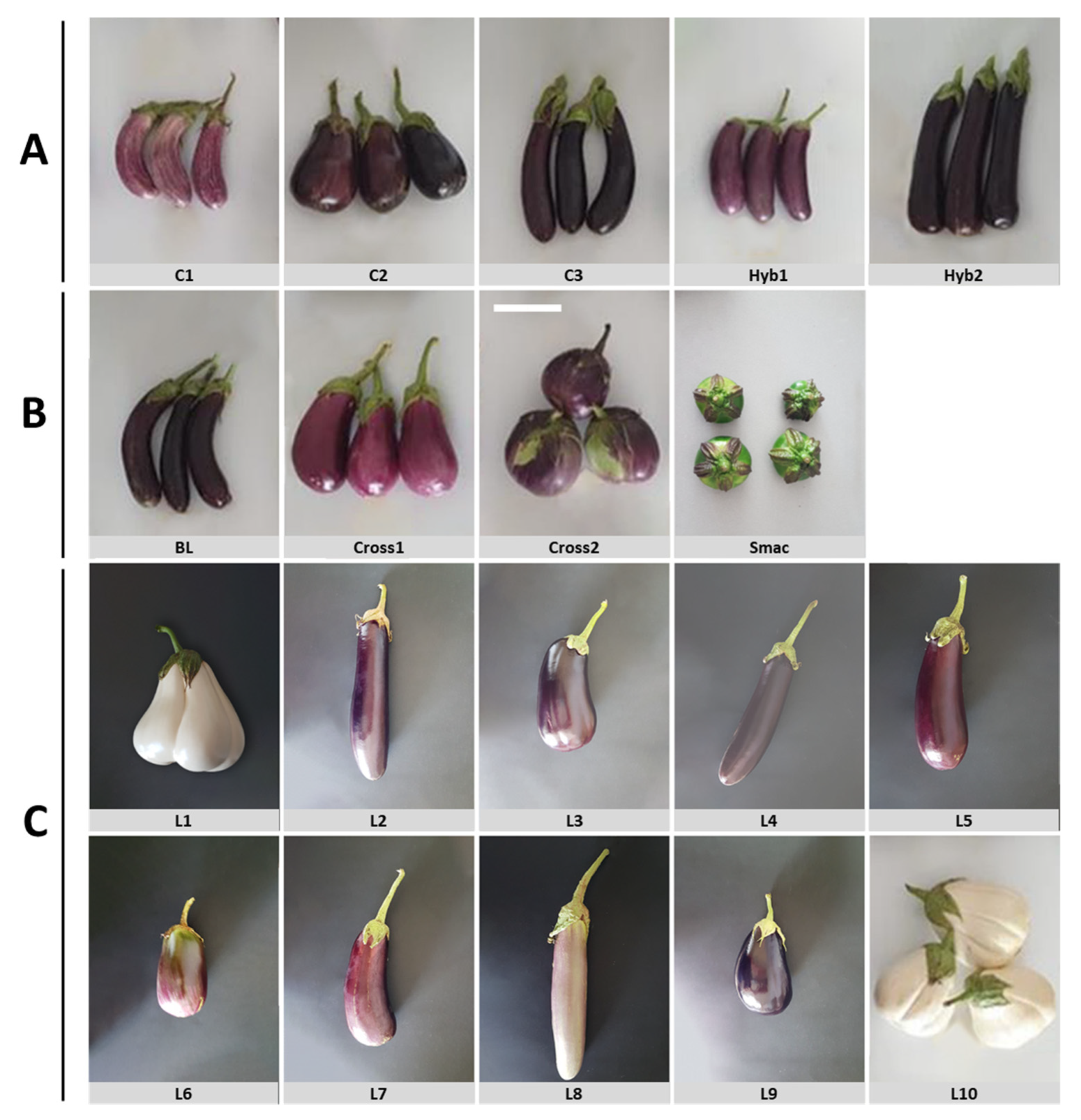 Representative fruits of each of the scarlet eggplant complex (S.