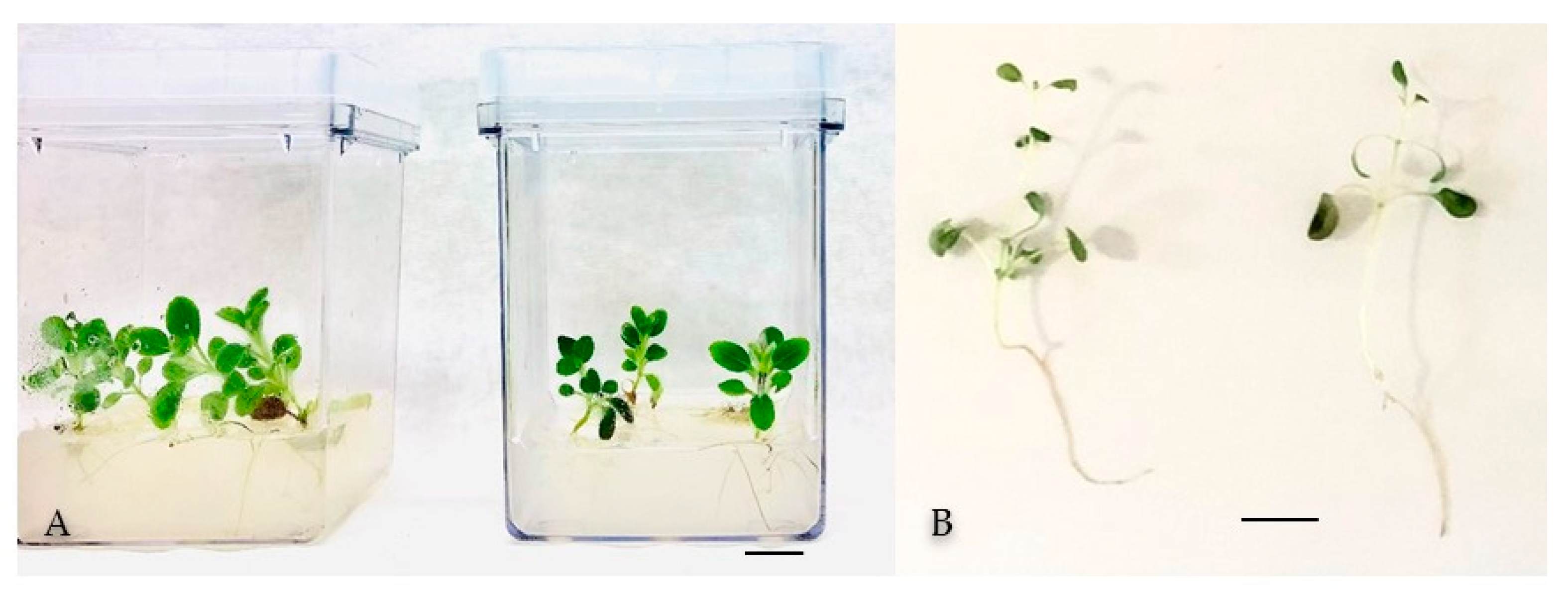 Horticulturae 08 01114 g004