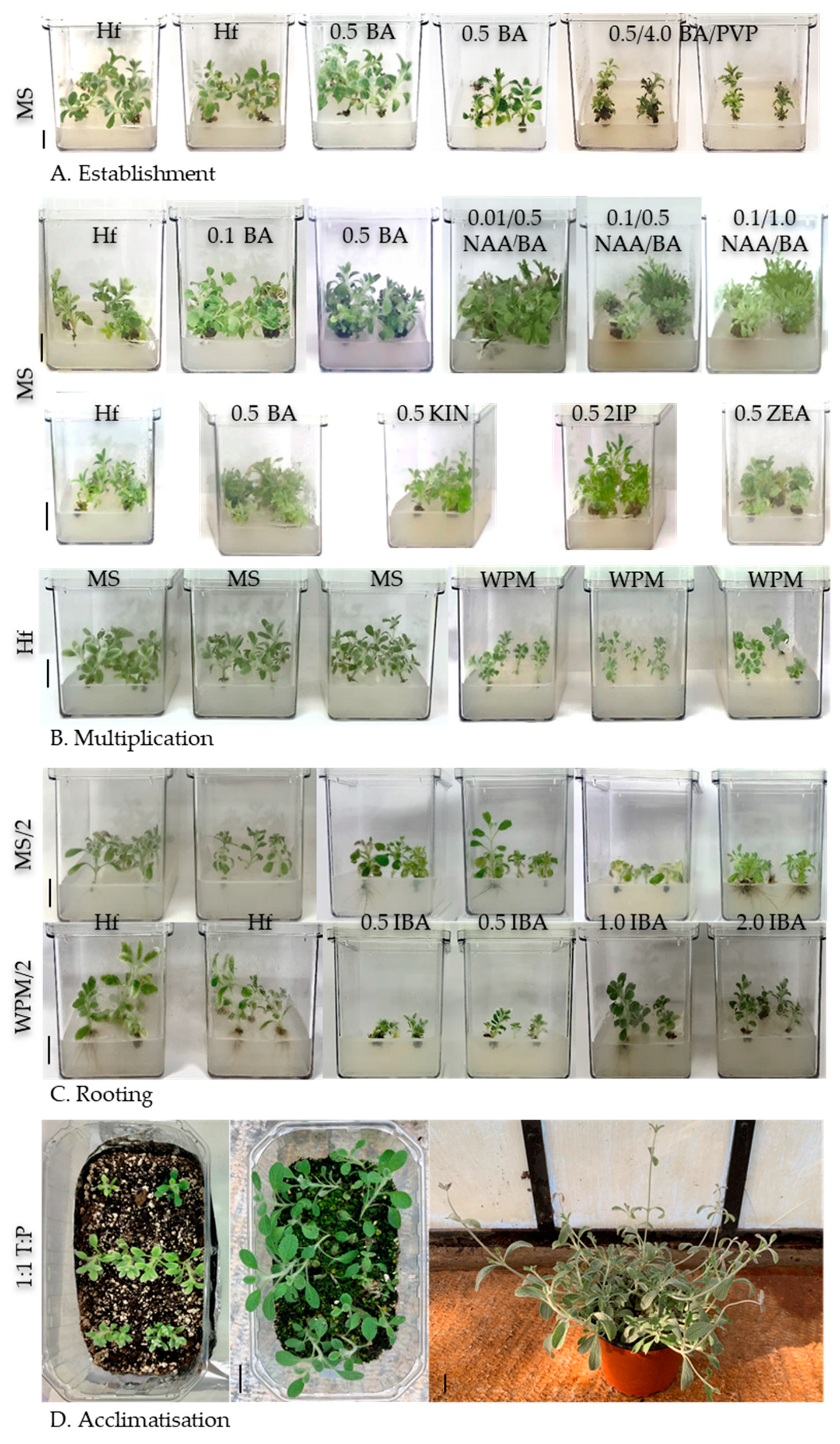 Horticulturae 08 01114 g005