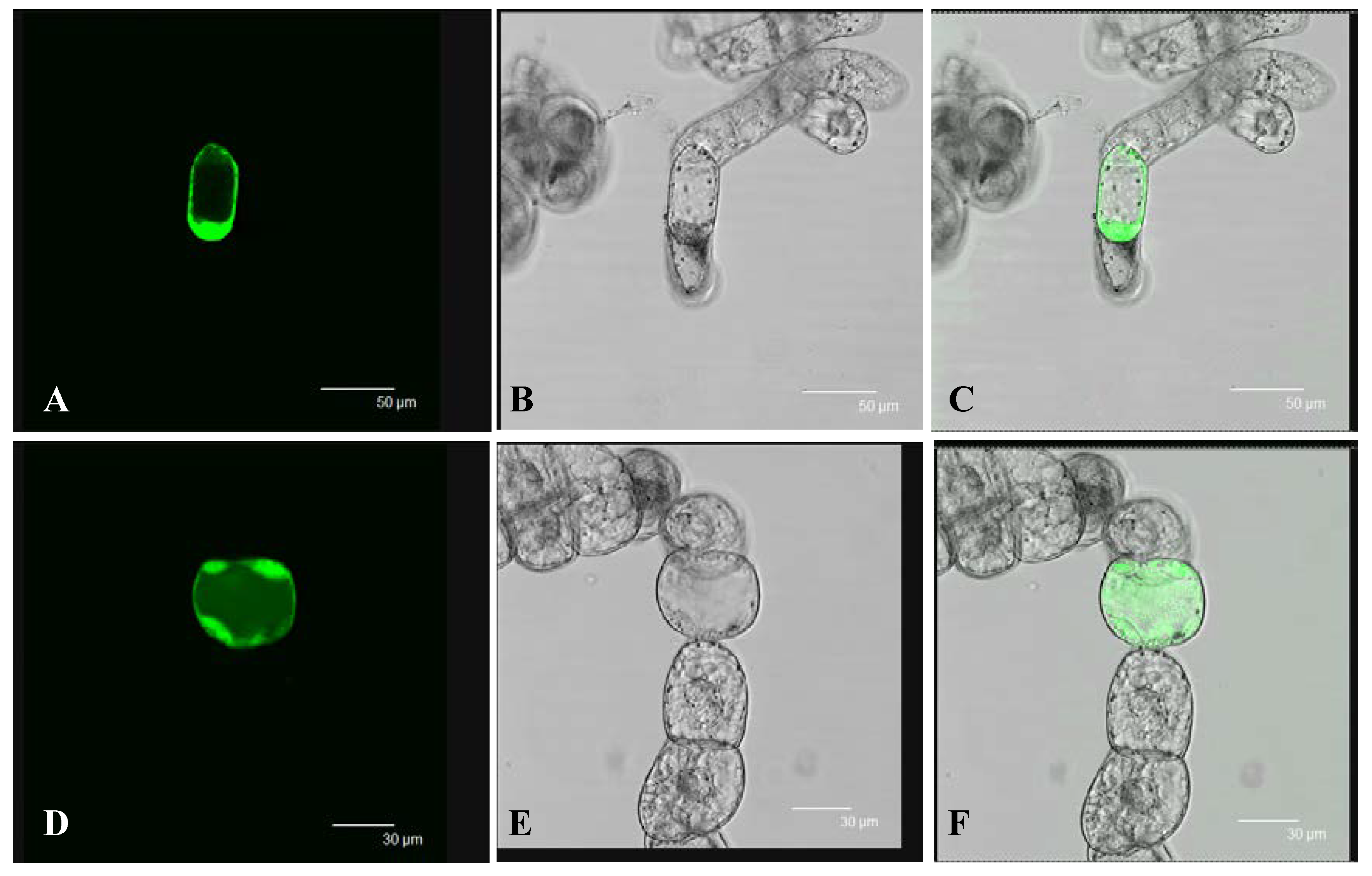 Horticulturae 08 01118 g004