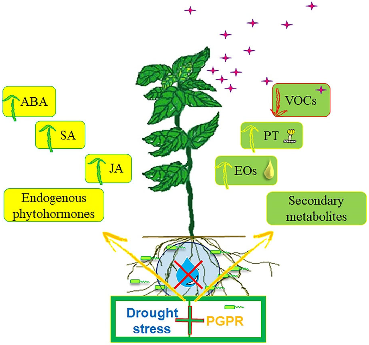 Horticulturae 08 01120 g006