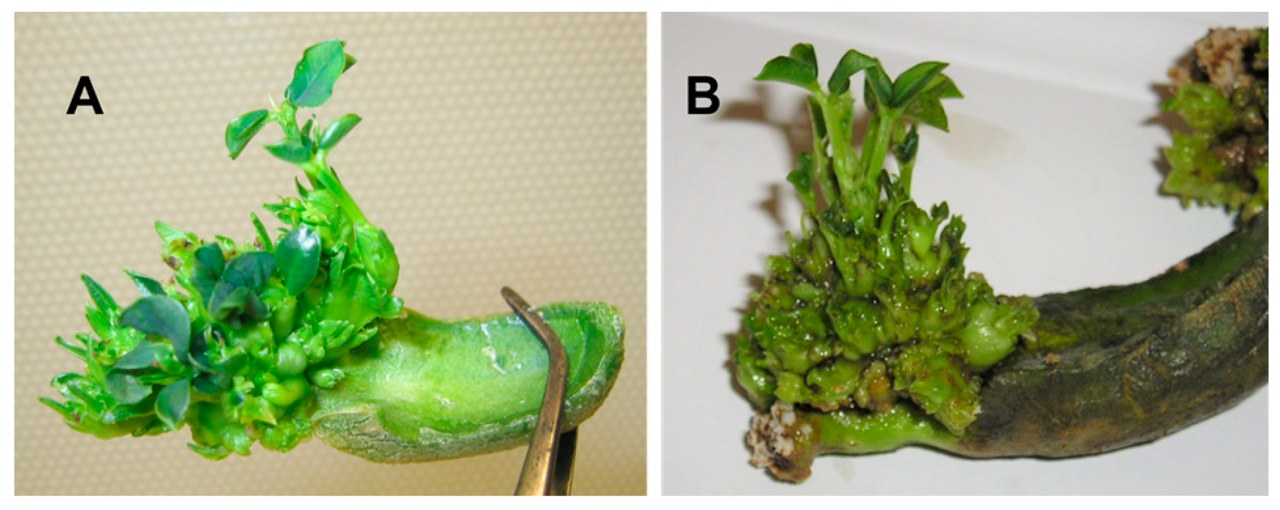 Horticulturae 08 01129 g002