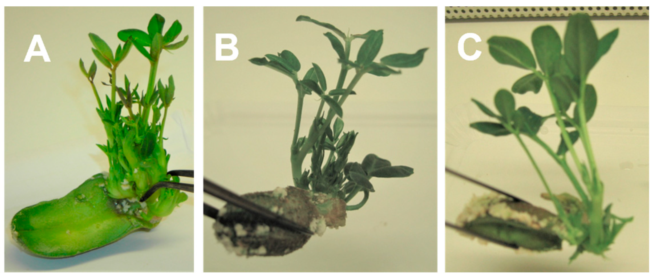 Horticulturae 08 01129 g004