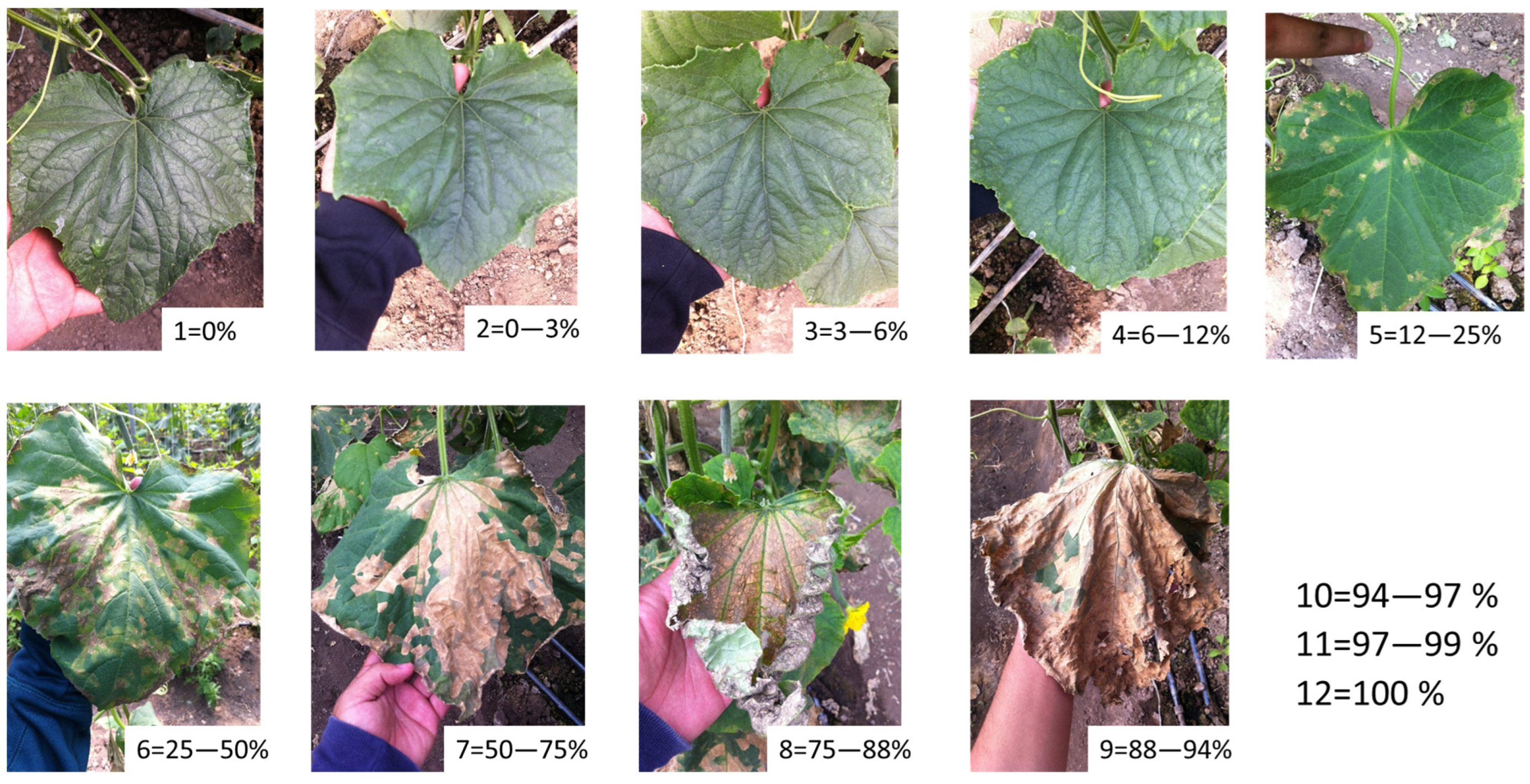 Horticulturae 08 01133 g001