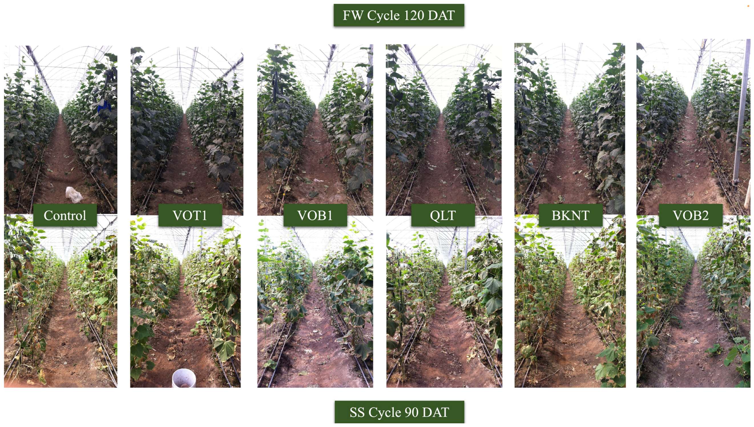 Horticulturae 08 01133 g002