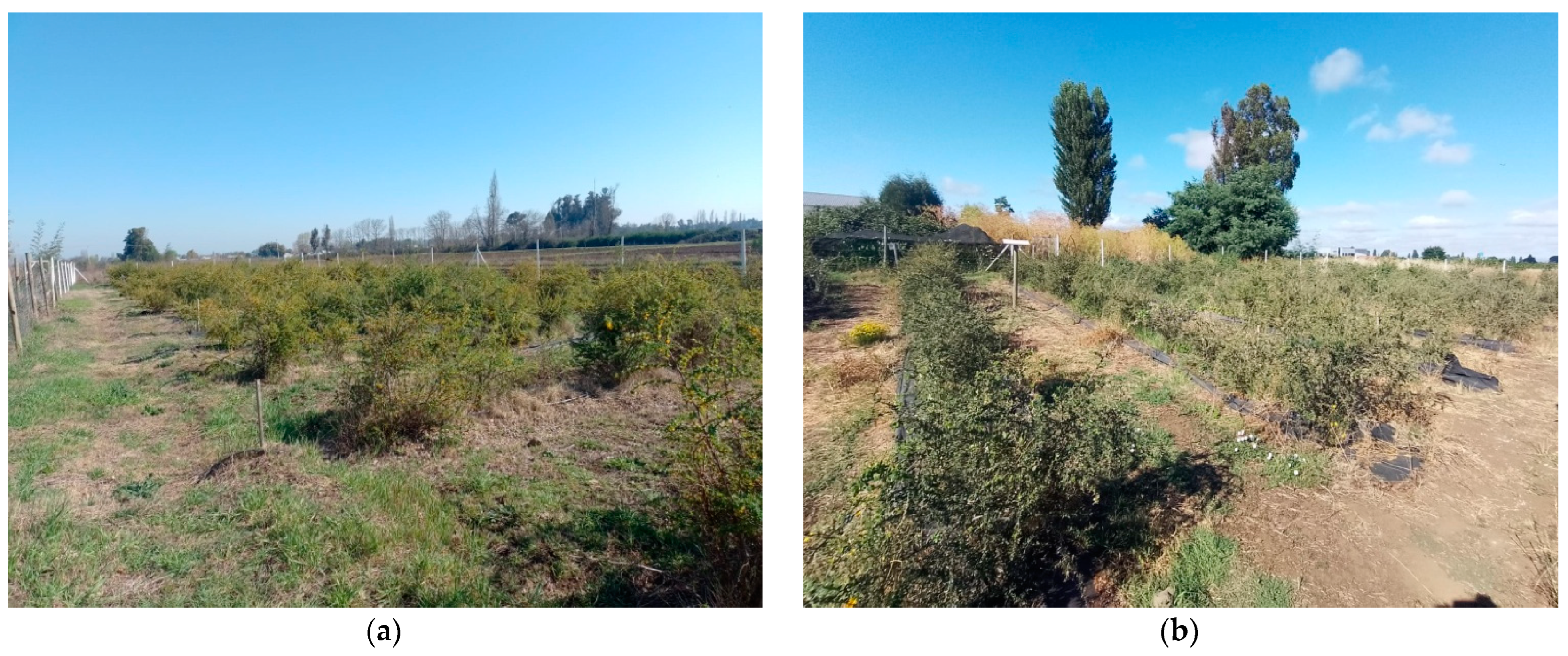 Horticulturae 08 01138 g001 Horticulturae 08 01138 g001