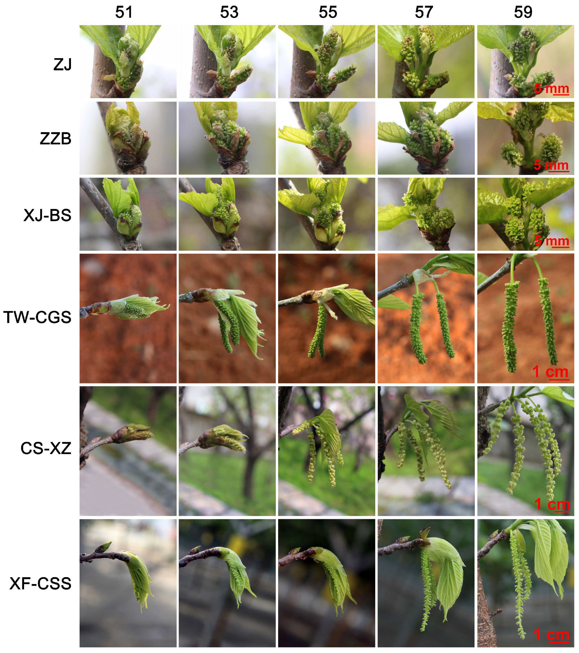Horticulturae 08 01140 g004 Horticulturae 08 01140 g004