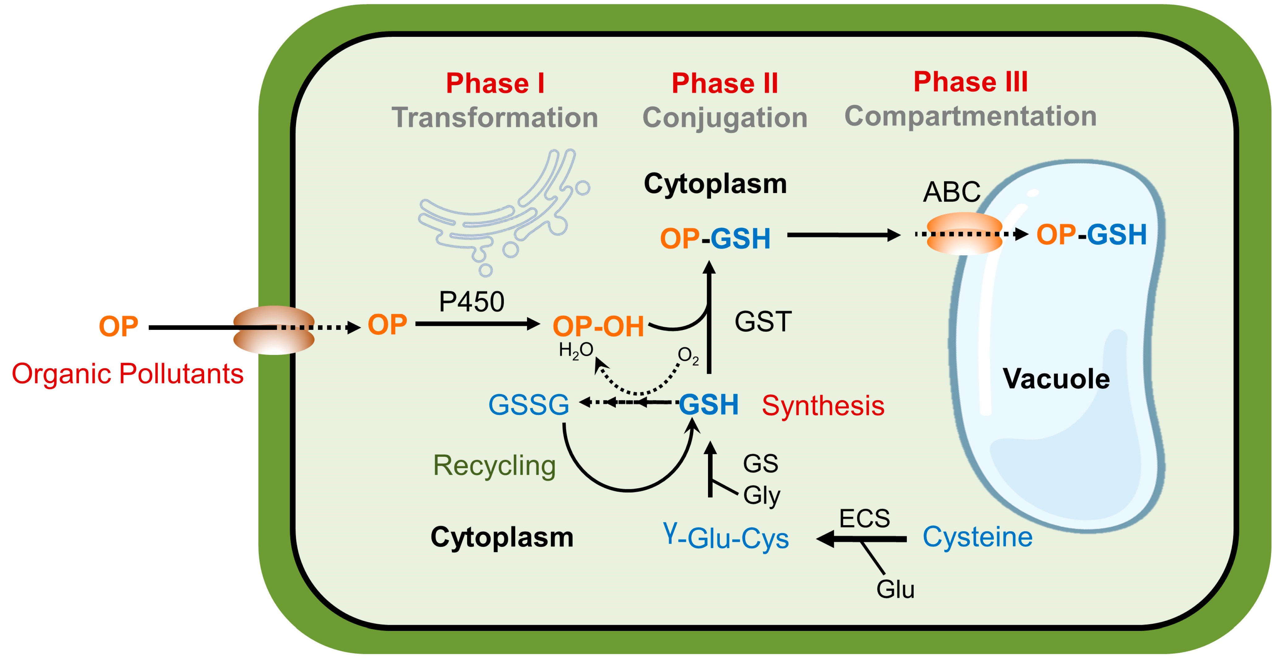 Horticulturae 08 01142 g002 Horticulturae 08 01142 g002