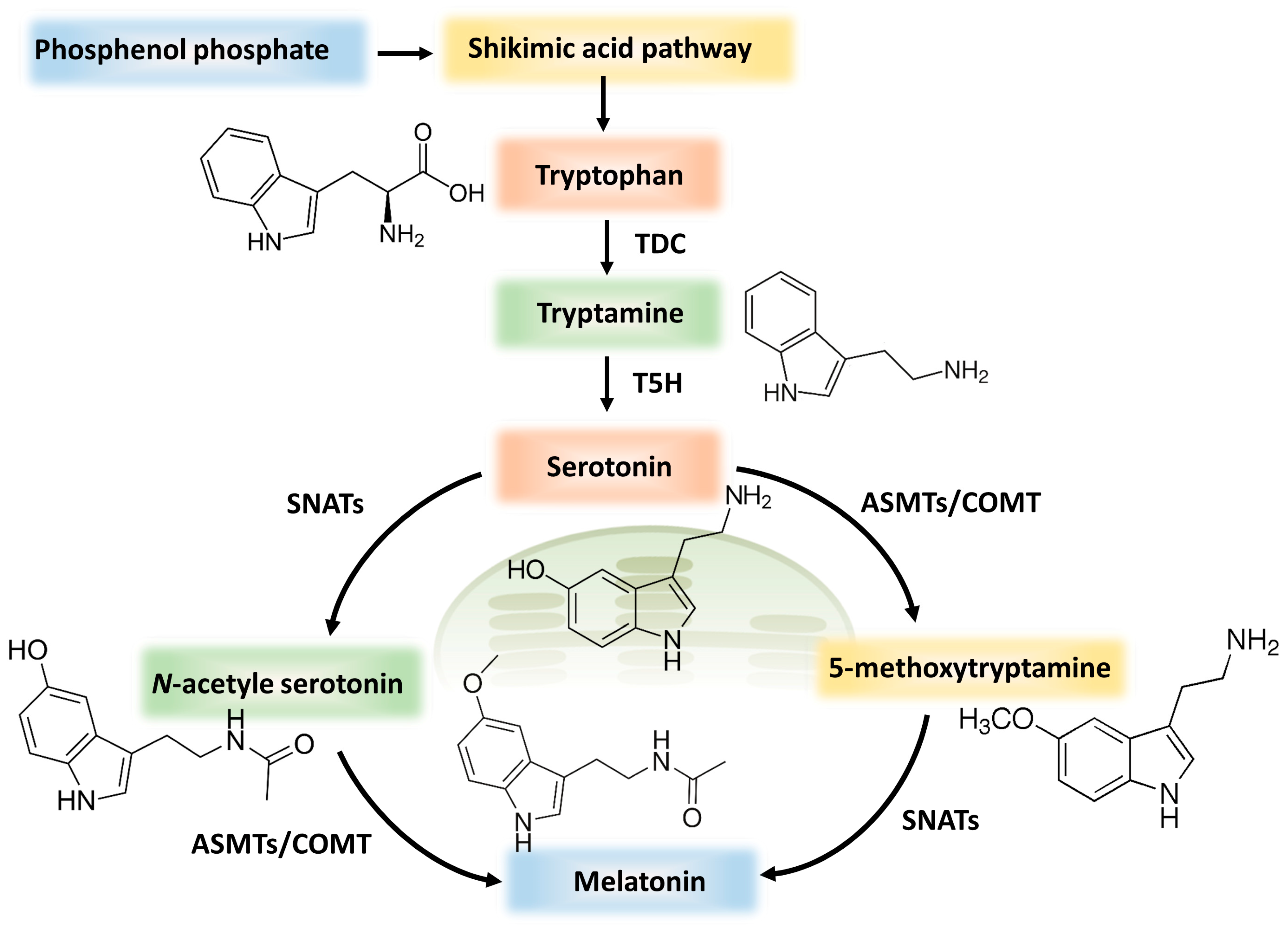 Horticulturae 08 01142 g003 Horticulturae 08 01142 g003
