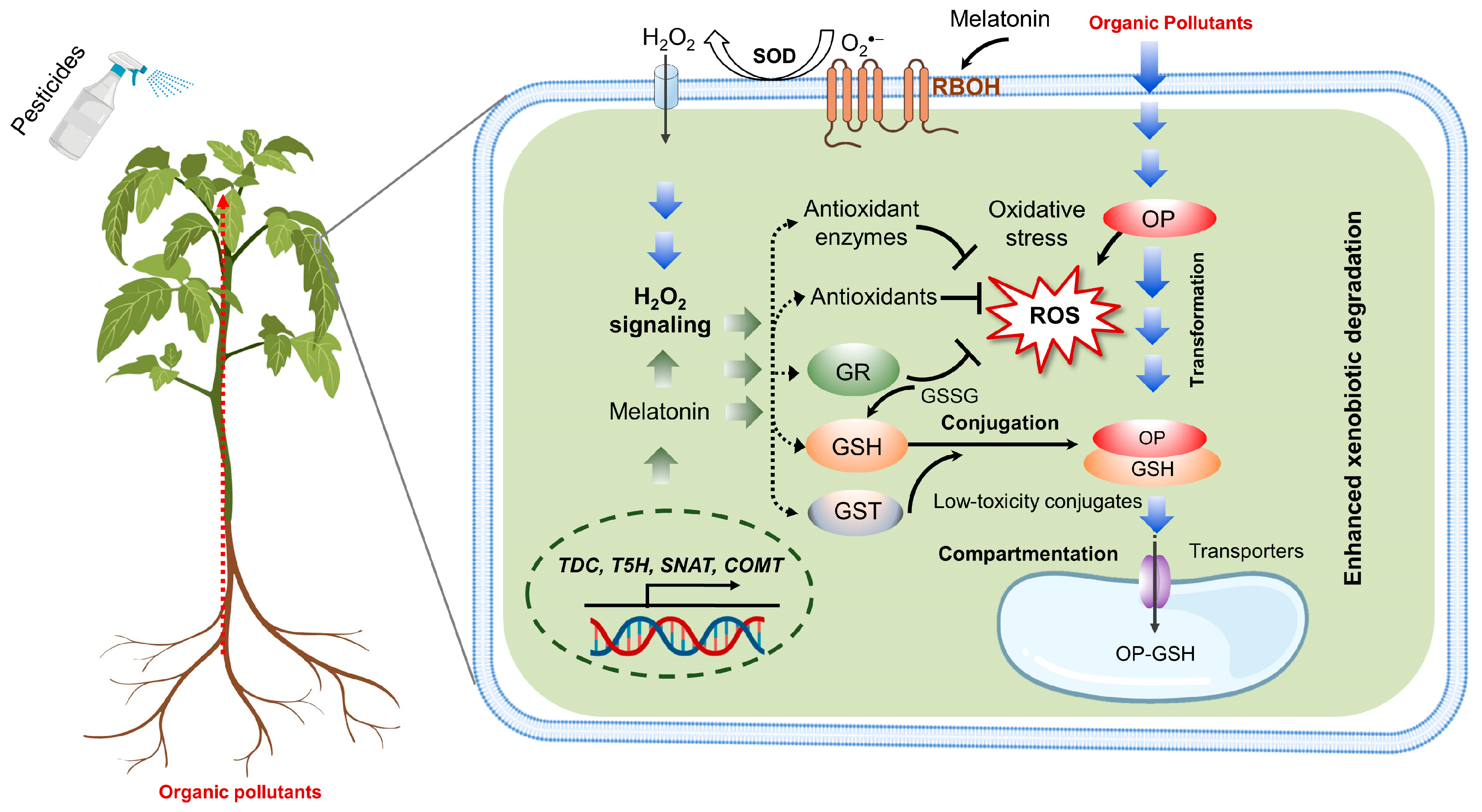Horticulturae 08 01142 g005 Horticulturae 08 01142 g005