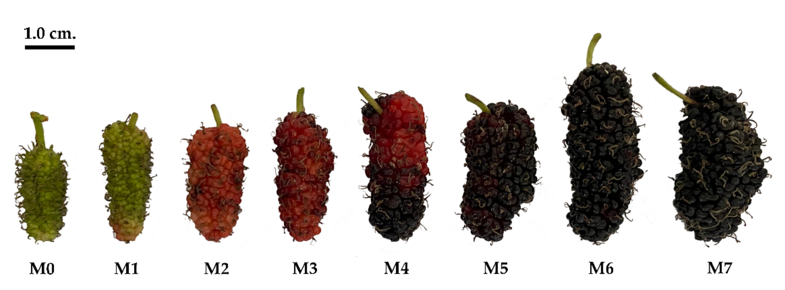 Mulberry fruit store