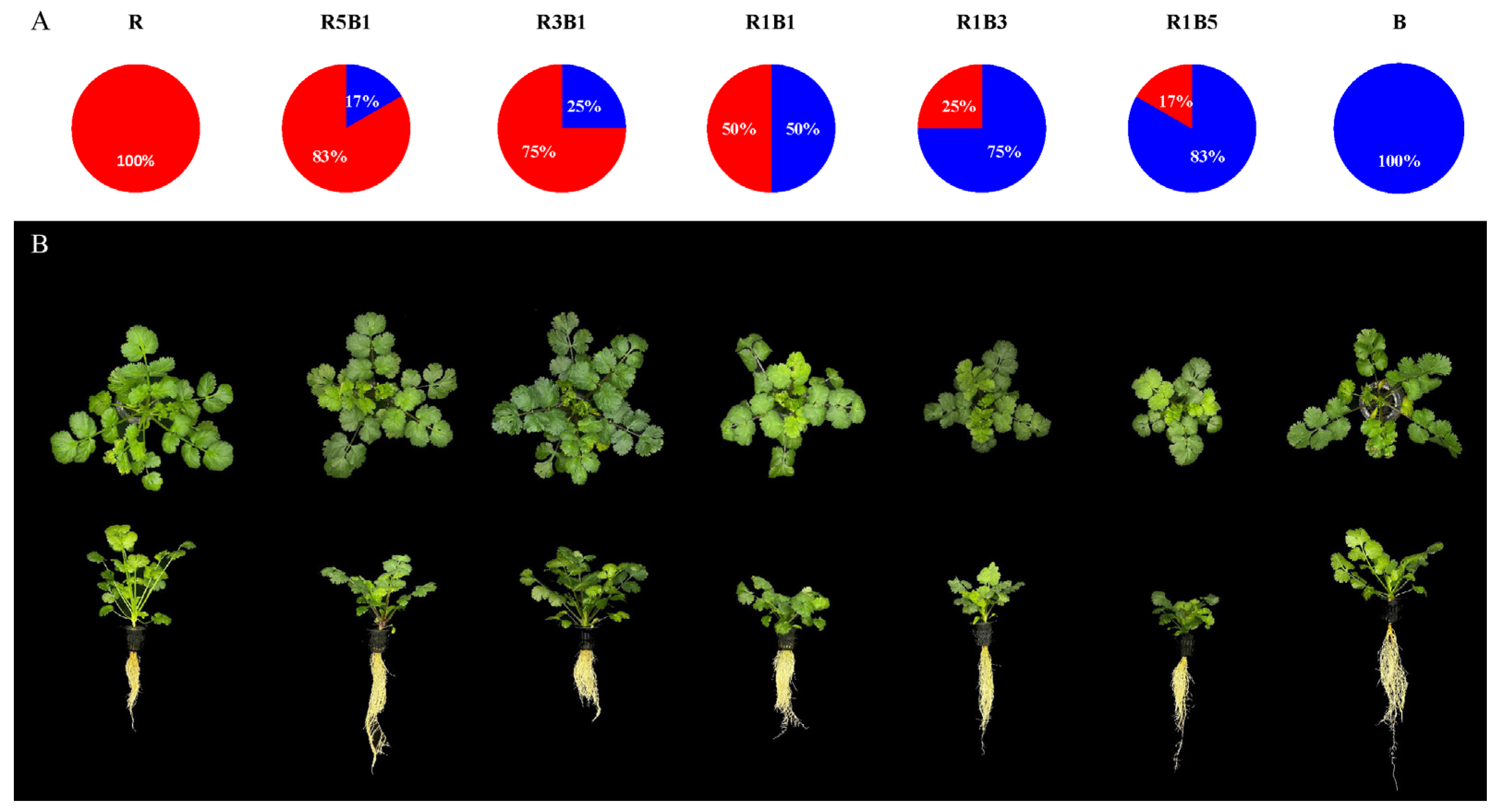 Horticulturae 08 01165 g001