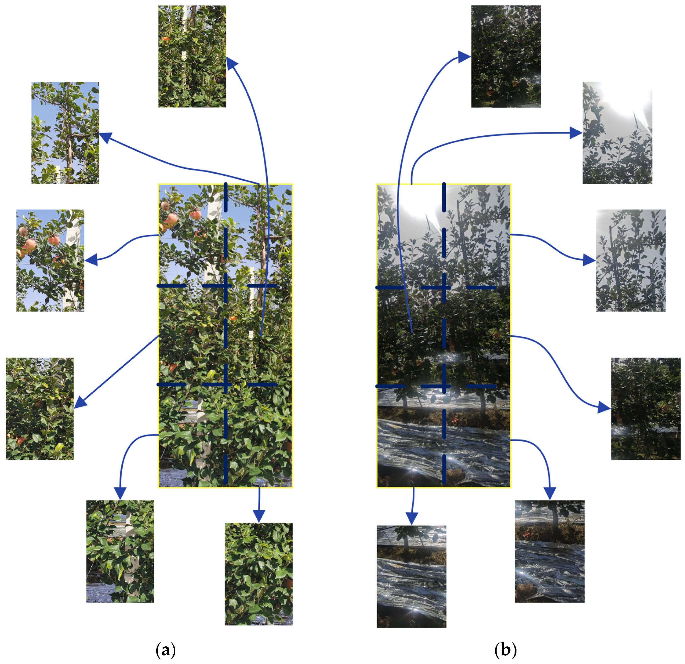 Horticulturae 08 01169 g002 550