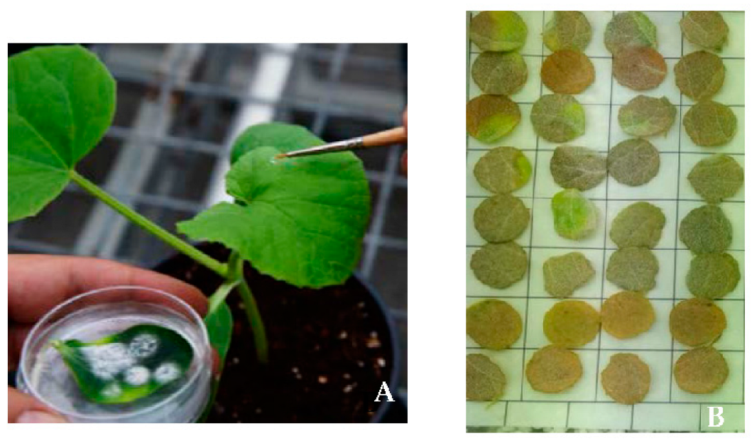 Horticulturae 08 01172 g001 Horticulturae 08 01172 g001
