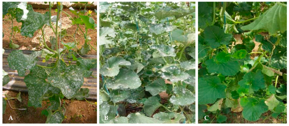 Horticulturae 08 01172 g003 Horticulturae 08 01172 g003