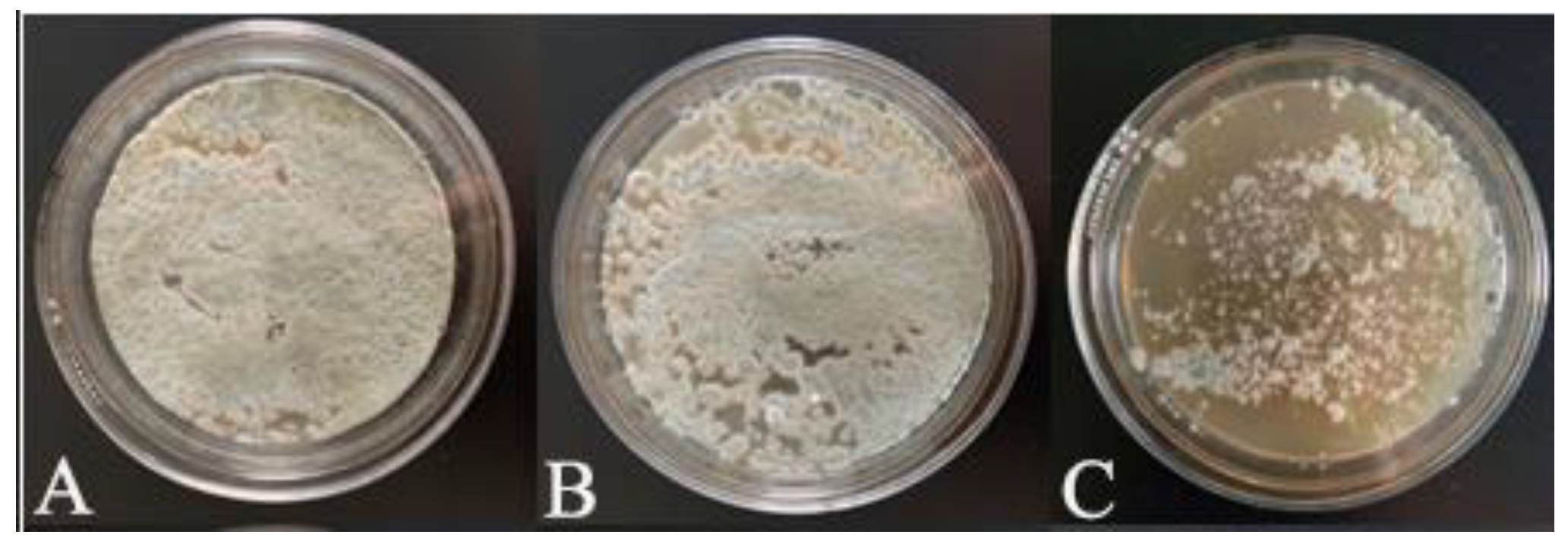 Horticulturae 08 01178 g002 Horticulturae 08 01178 g002