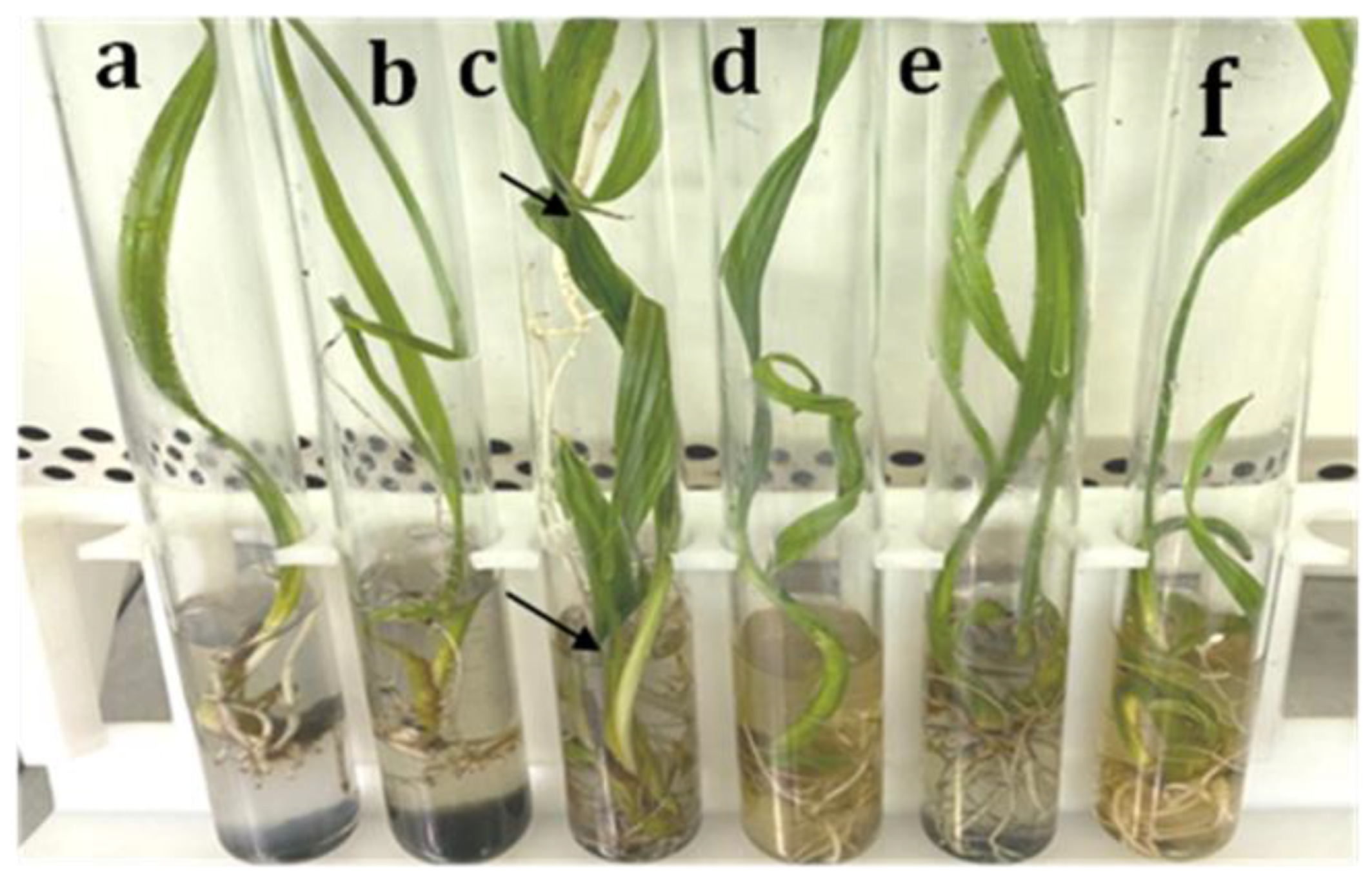 Horticulturae 08 01179 g006 Horticulturae 08 01179 g006
