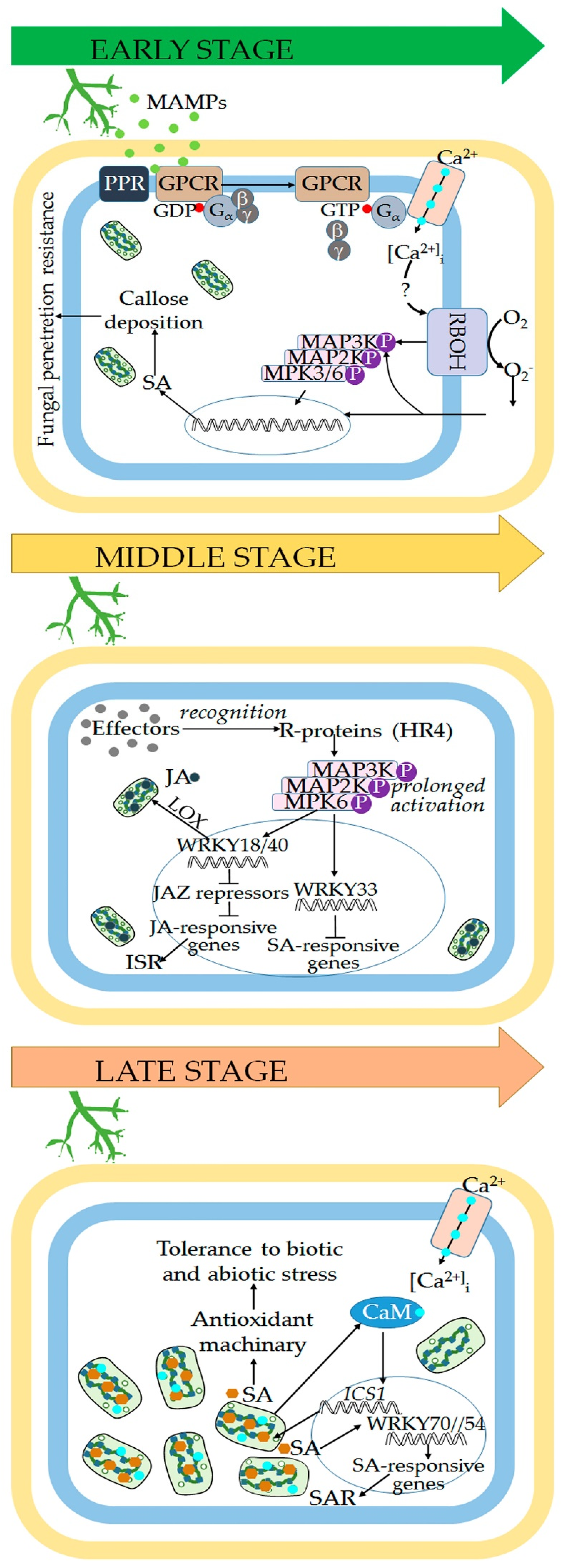 Horticulturae 08 01181 g001 Horticulturae 08 01181 g001