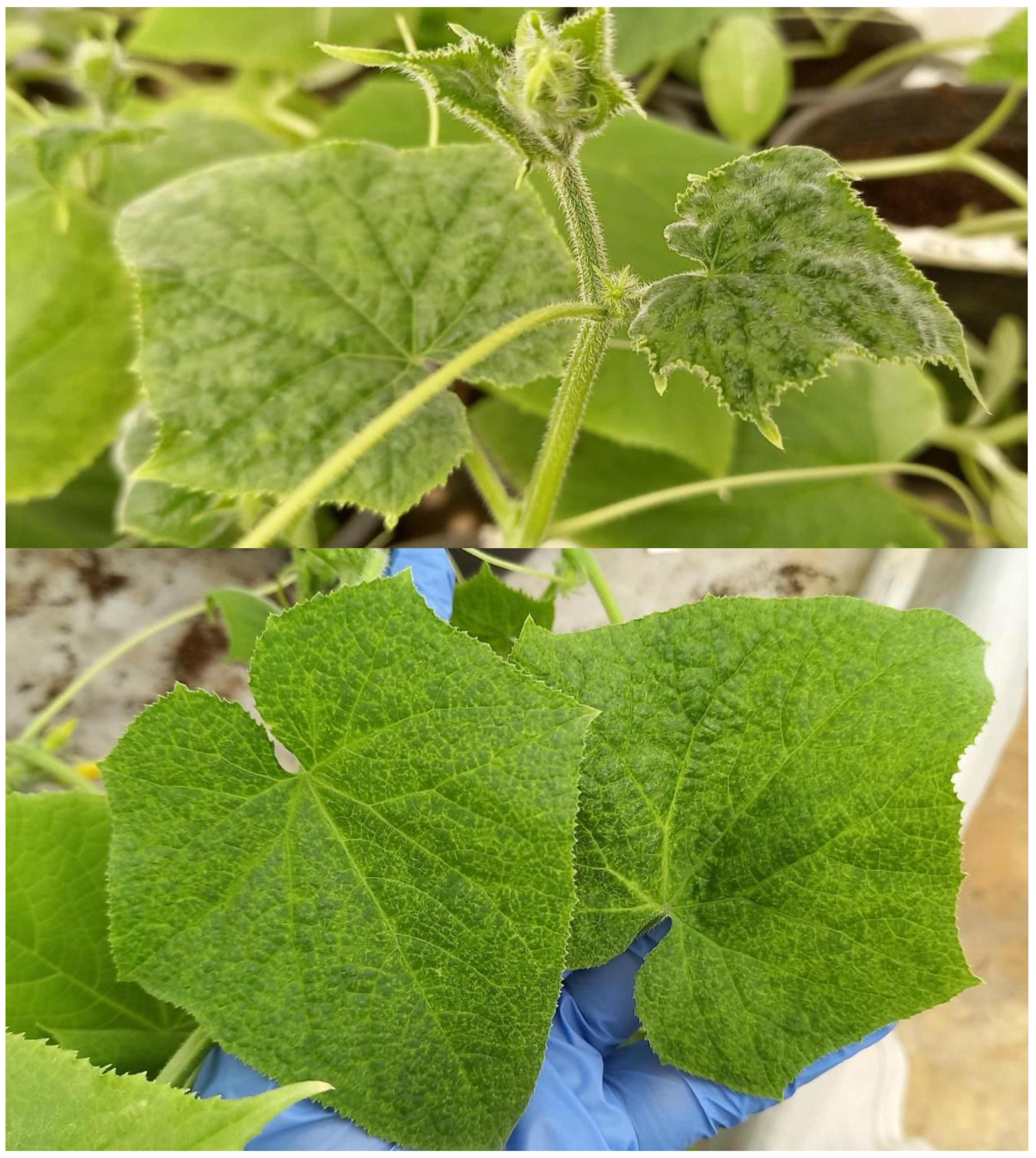 Horticulturae 08 01182 g002 Horticulturae 08 01182 g002