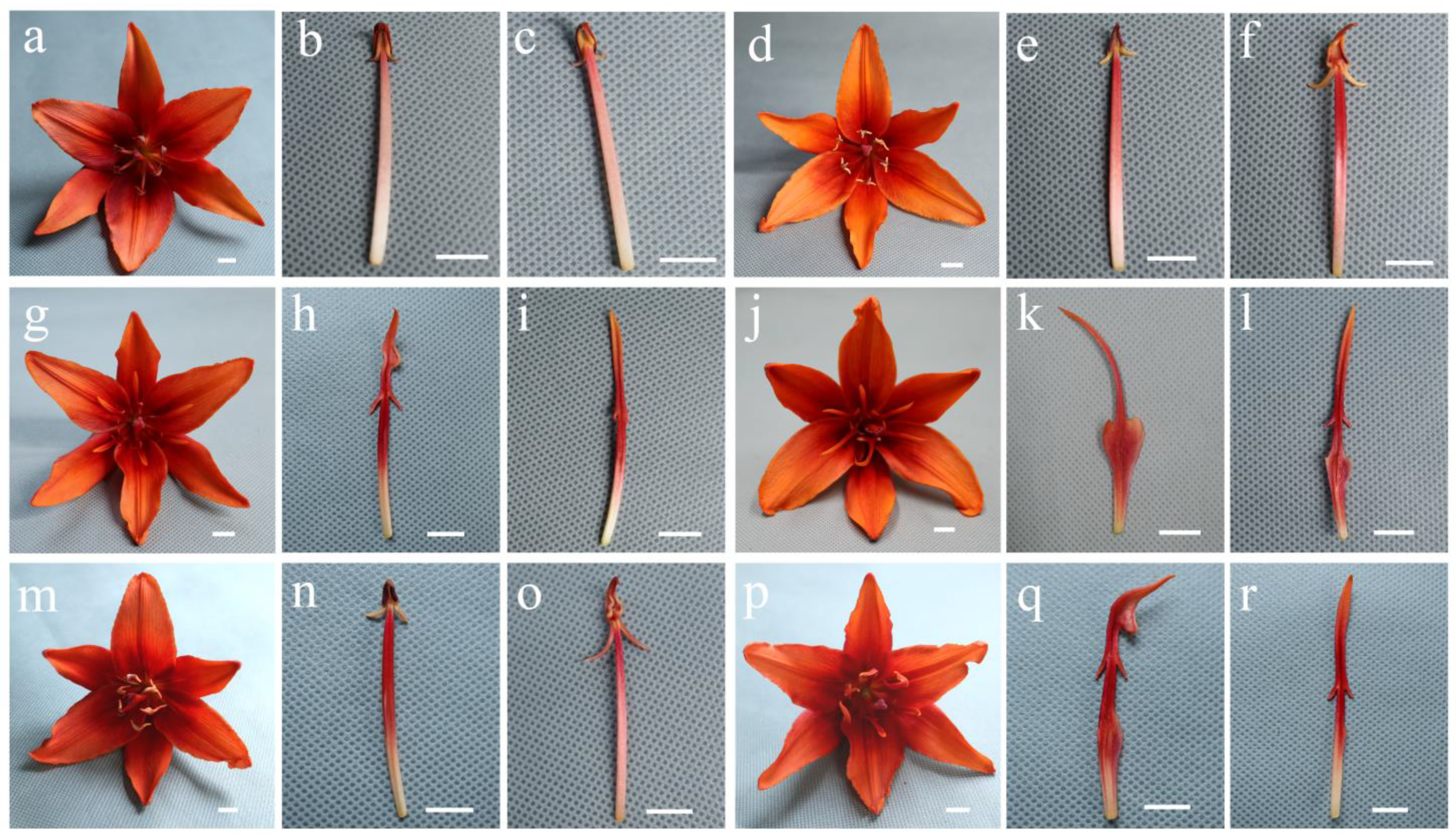 Horticulturae 08 01184 g002 Horticulturae 08 01184 g002