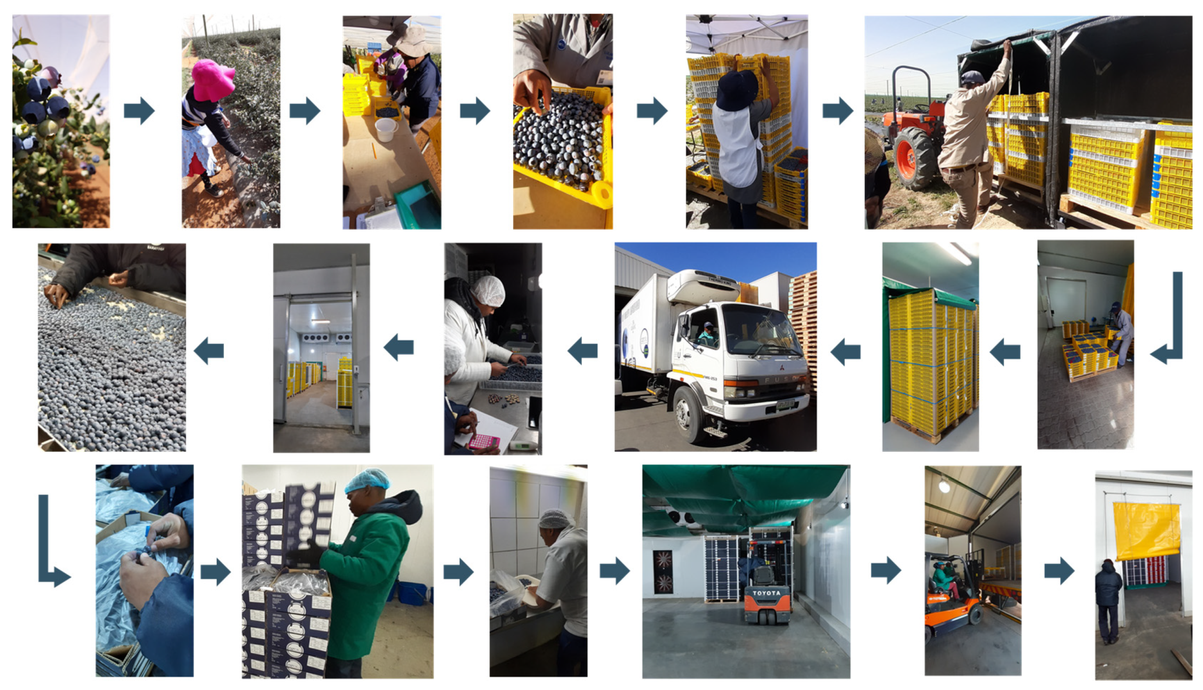 Horticulturae 08 01191 g002 Horticulturae 08 01191 g002