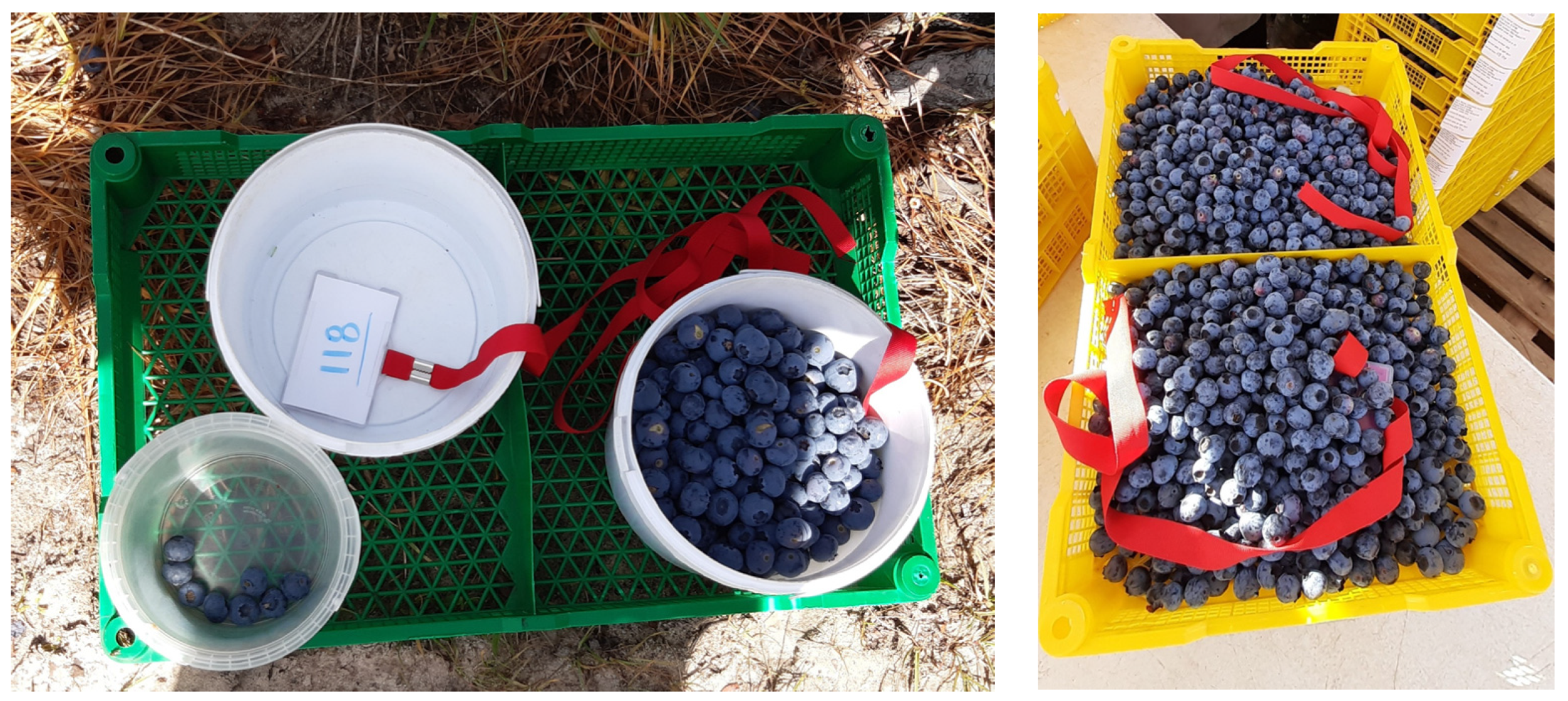 Horticulturae 08 01191 g003 Horticulturae 08 01191 g003