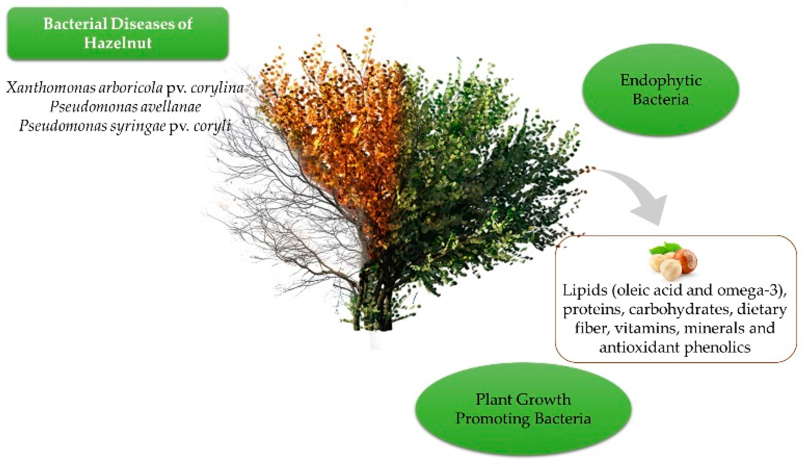 Horticulturae 08 01195 g001
