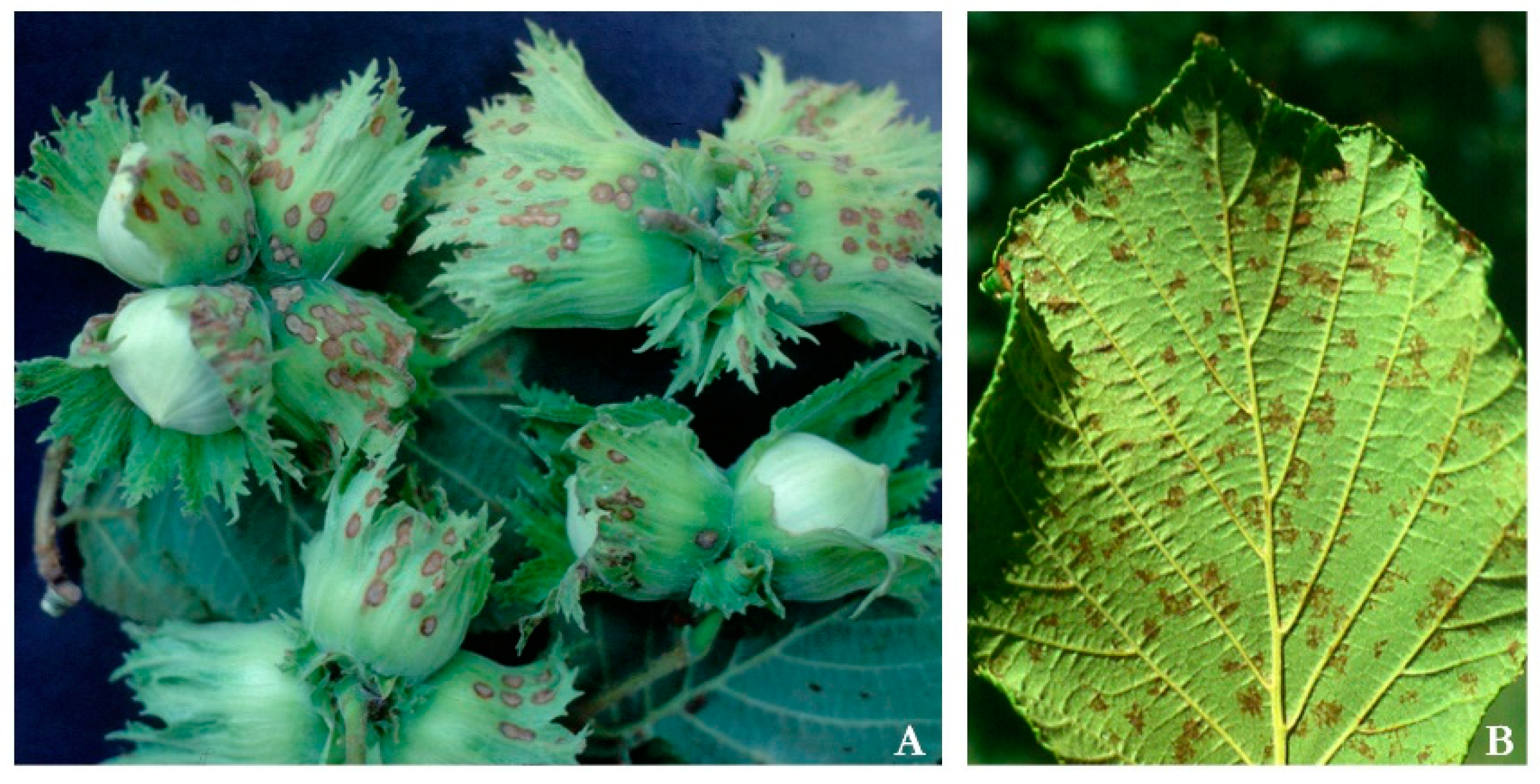 Horticulturae 08 01195 g002