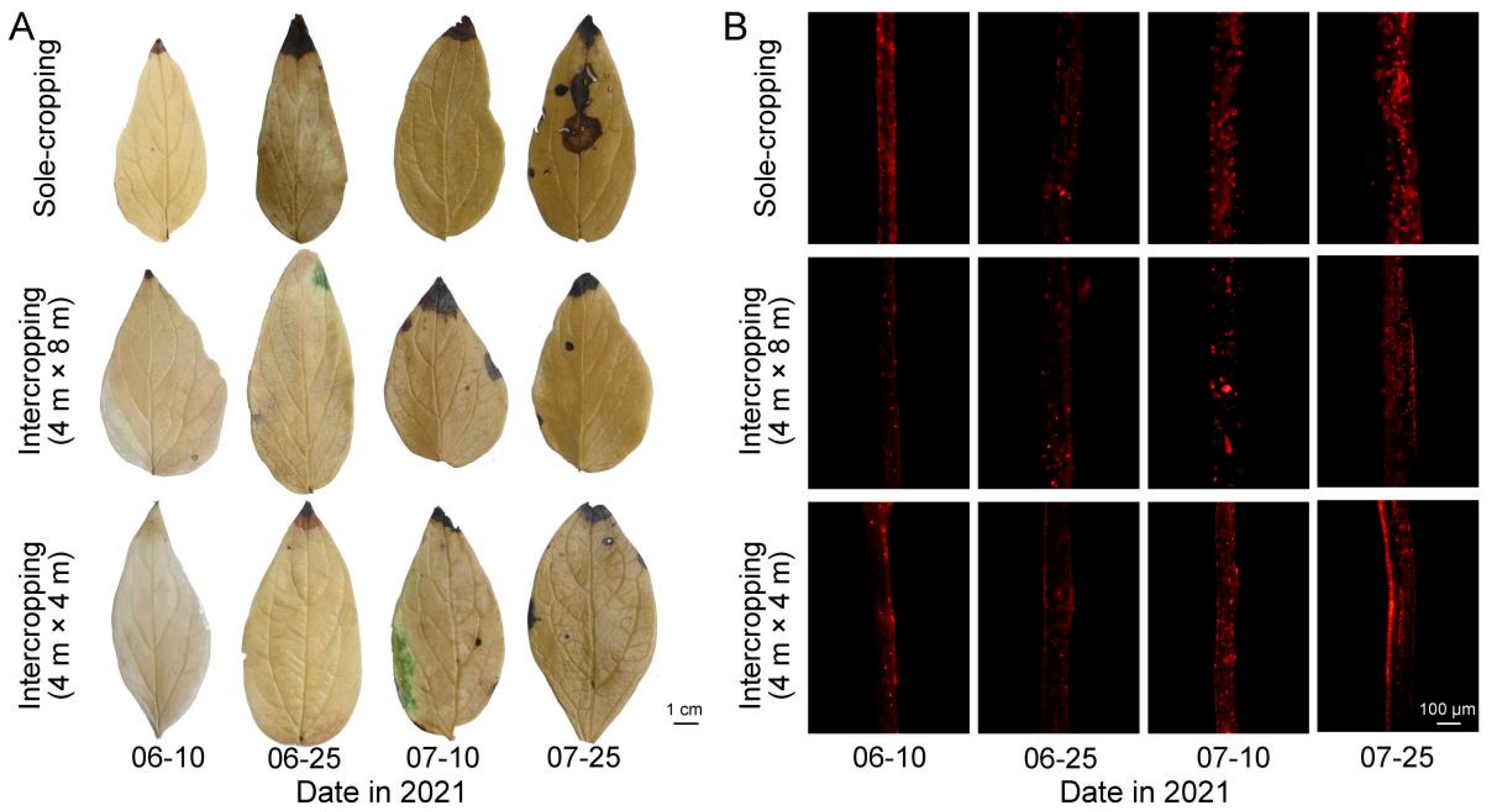 Horticulturae 08 01201 g002