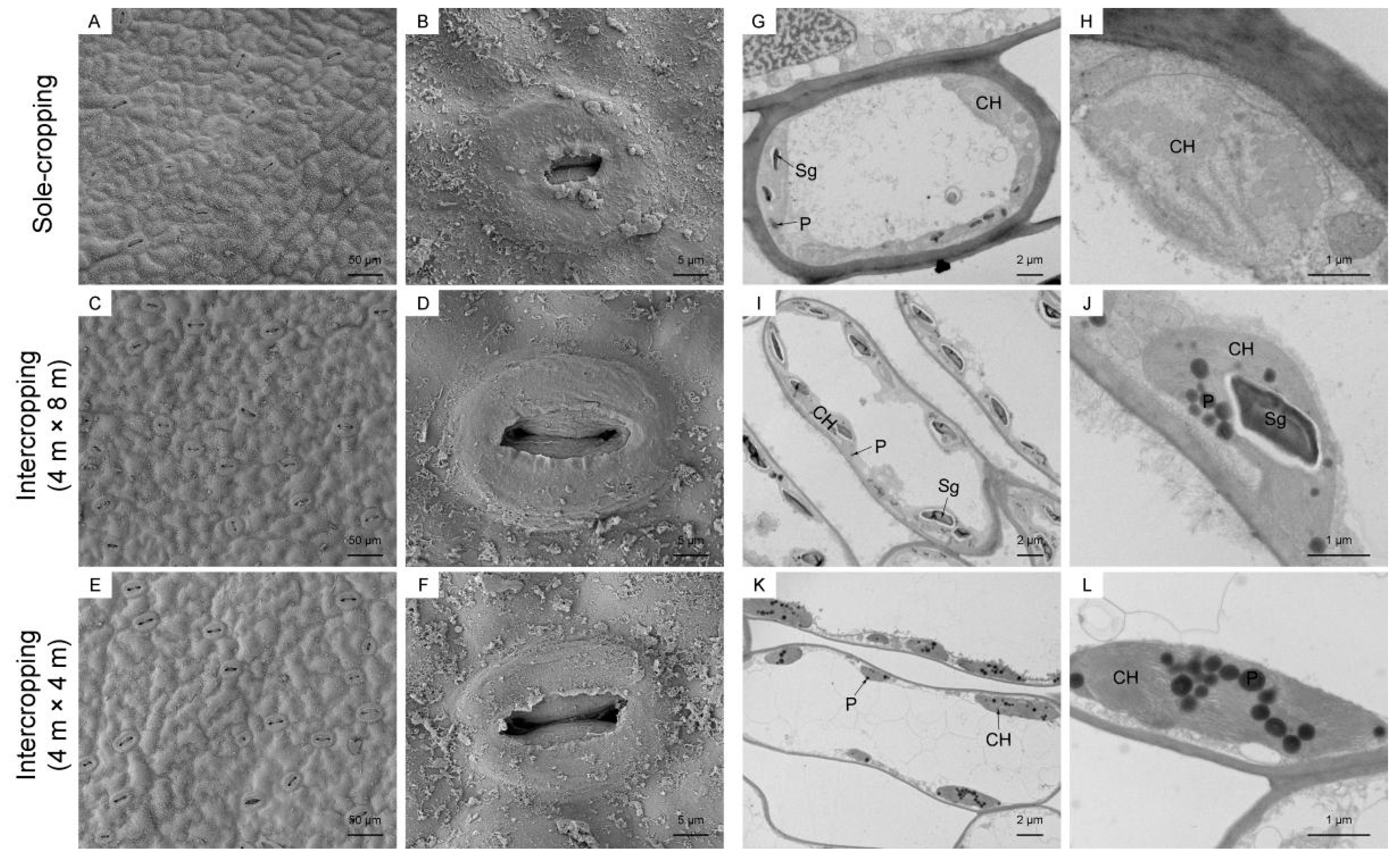 Horticulturae 08 01201 g007