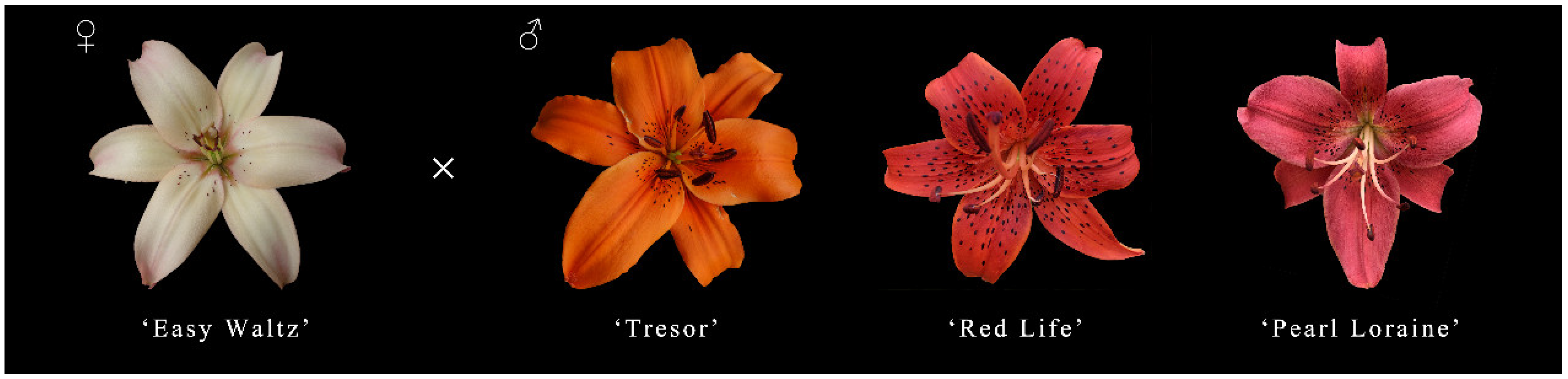 Horticulturae 08 01206 g001