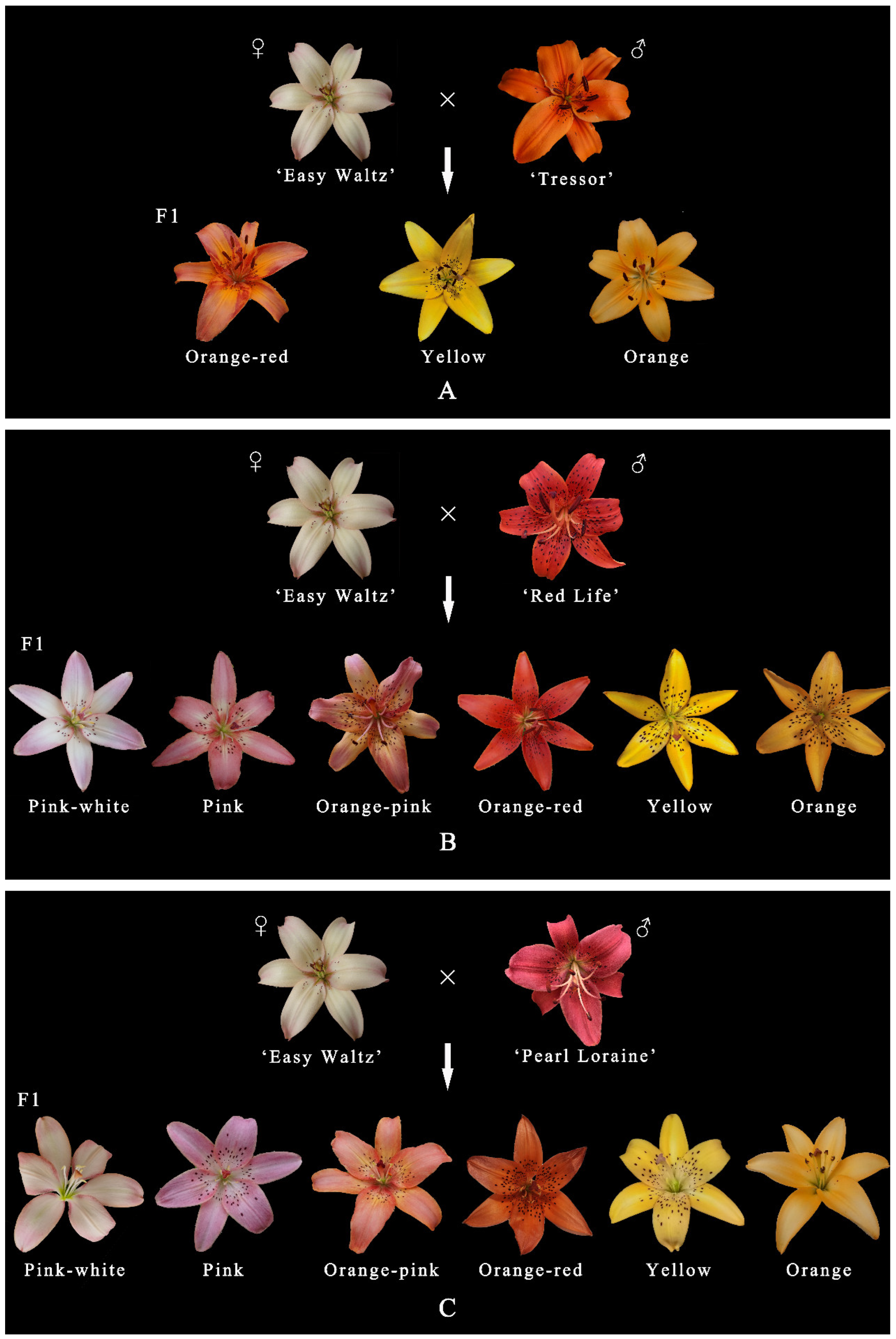 The Composition of Anthocyanins and Carotenoids Influenced
