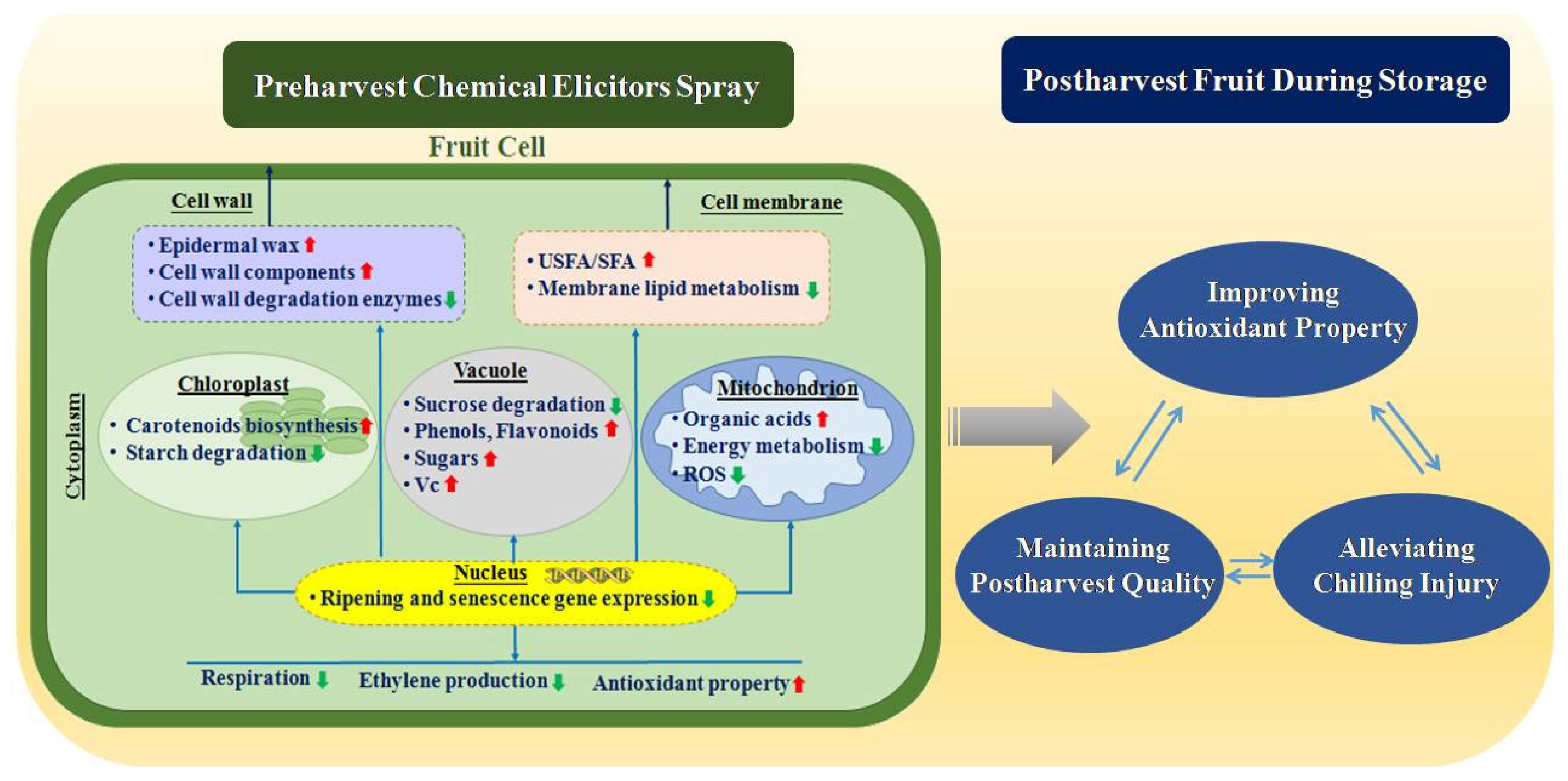Horticulturae 08 01208 g001