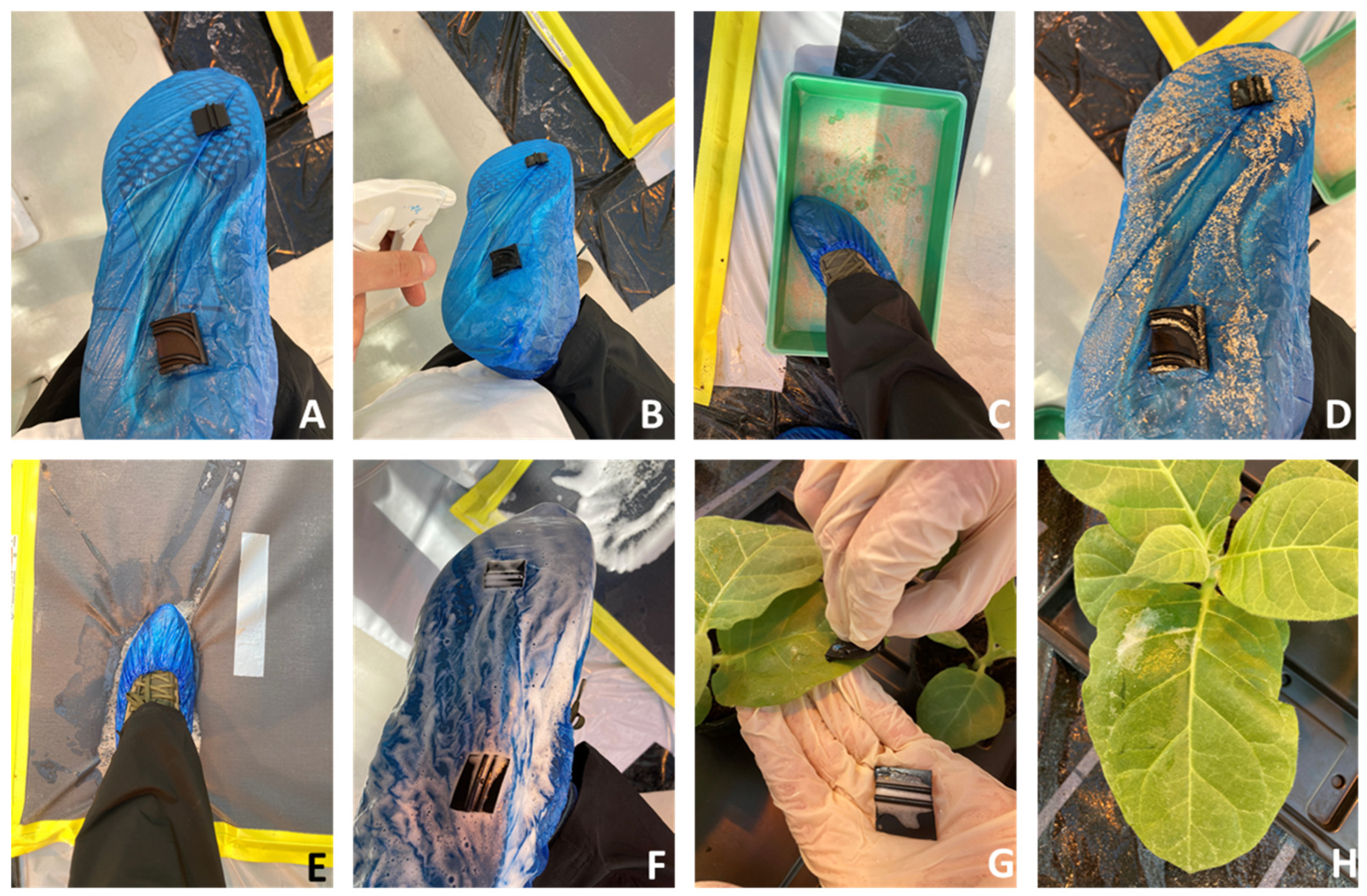 Horticulturae 08 01210 g001