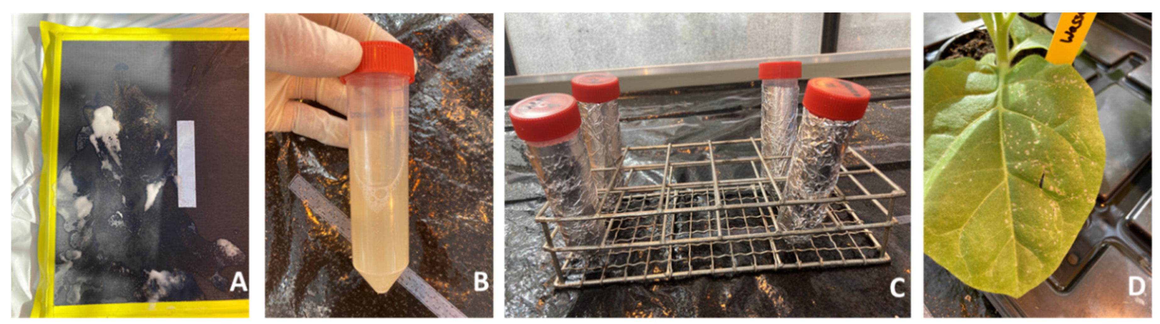 Horticulturae 08 01210 g002