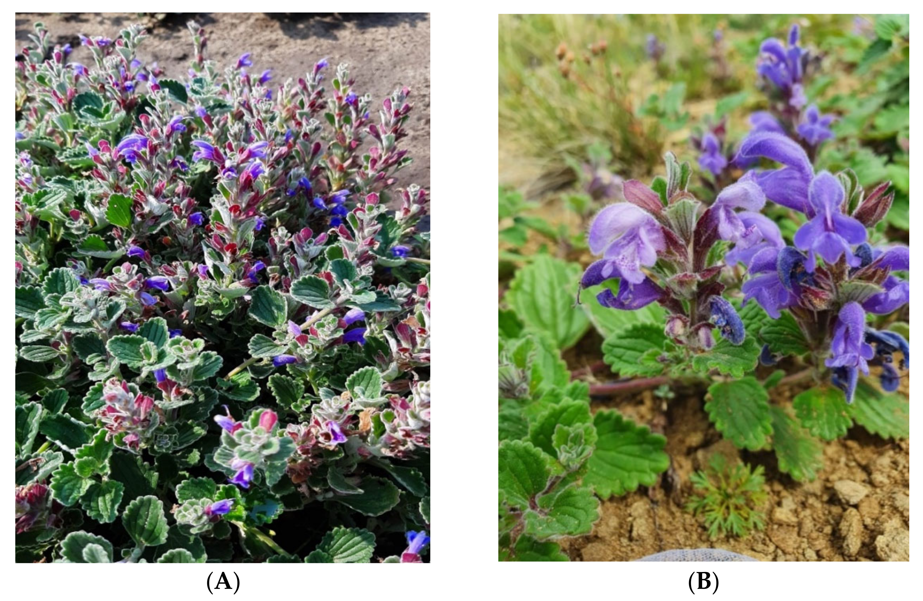 Horticulturae 08 01211 g002 Horticulturae 08 01211 g002