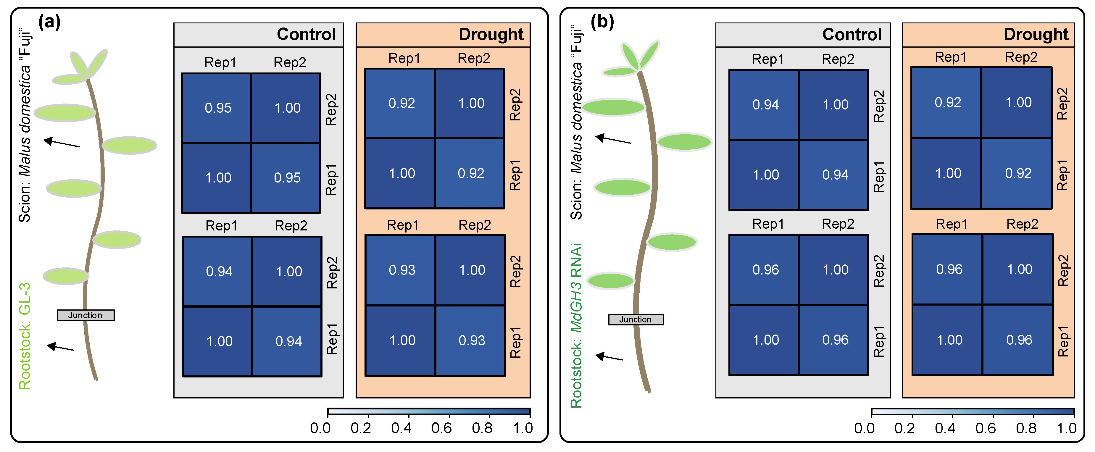 Horticulturae 08 01212 g001