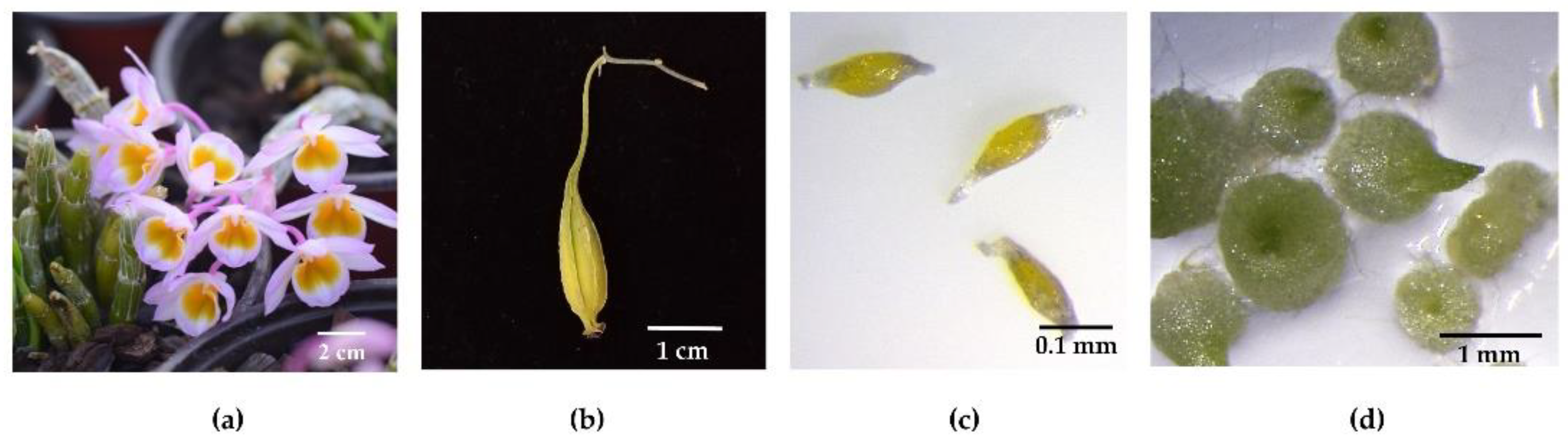 Horticulturae 08 01213 g001 Horticulturae 08 01213 g001