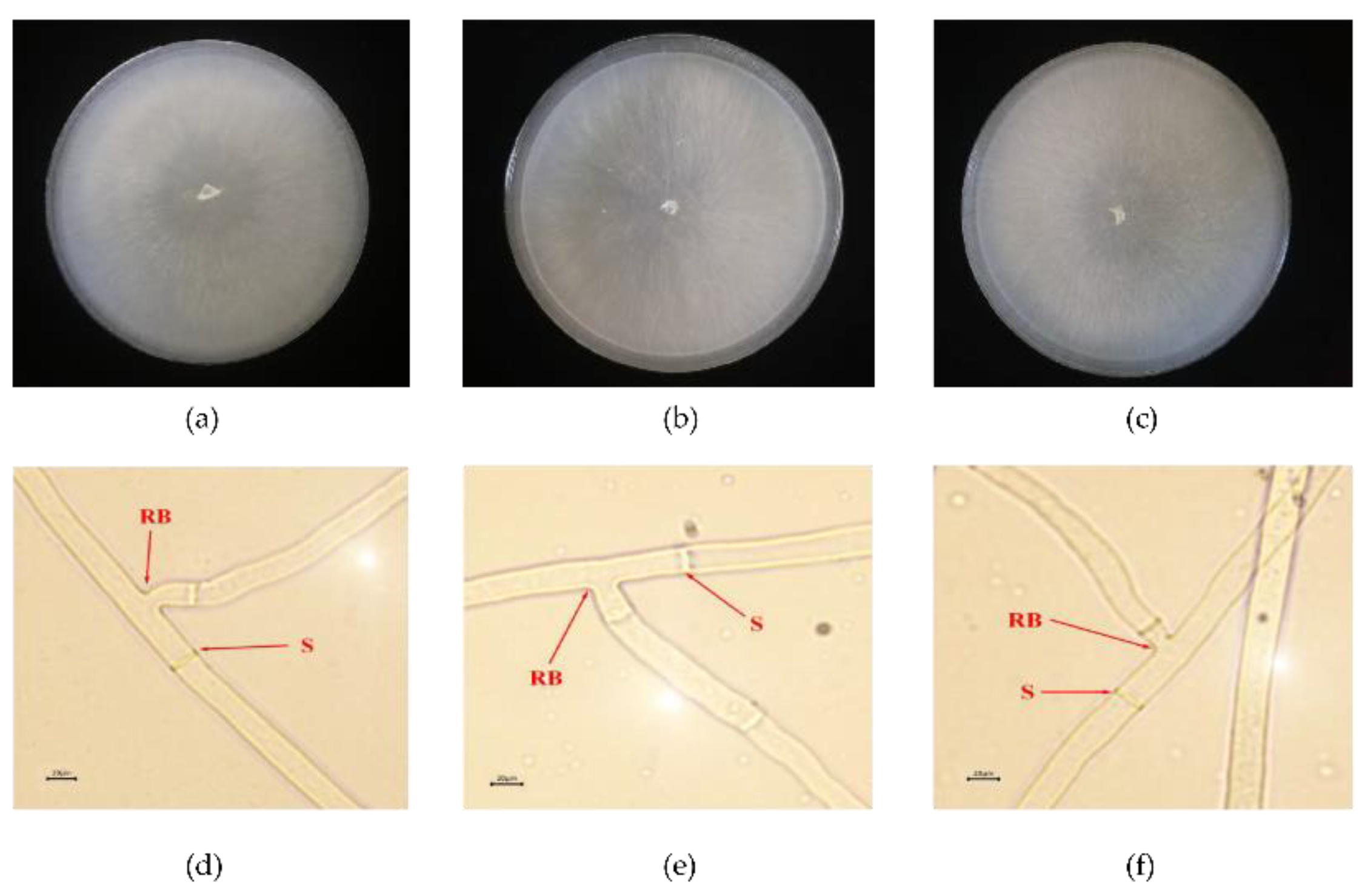 Horticulturae 08 01213 g003 Horticulturae 08 01213 g003